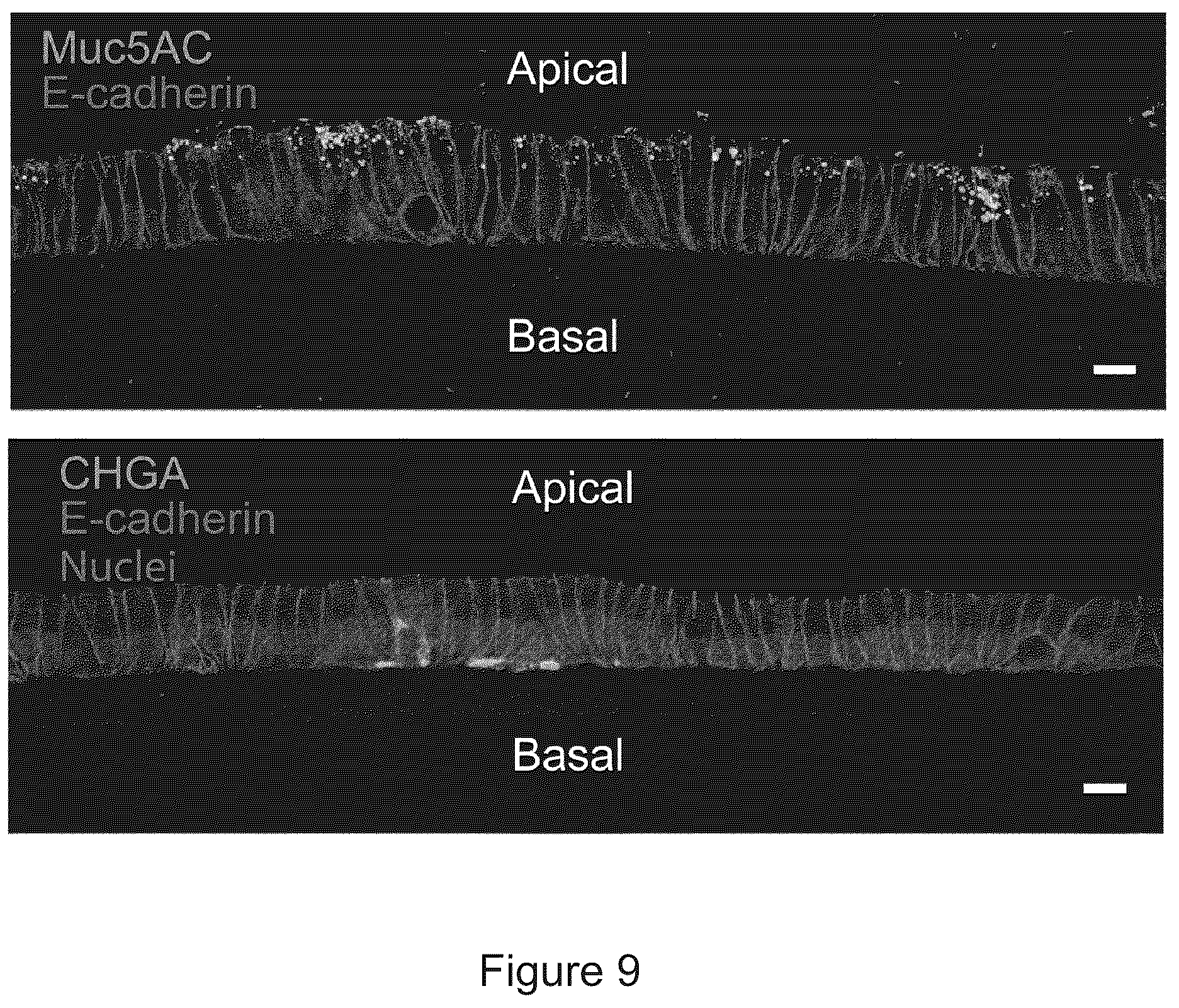 Patent US12351829 Figure 9 – Generation, proliferation and expansion of epithelial cells from primary tissue into mucosoid cultures