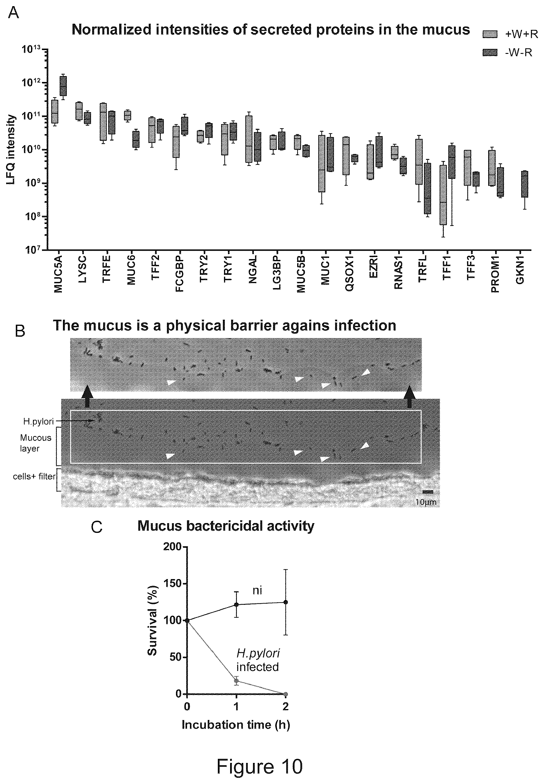 Patent US12351829 Figure 10 – Generation, proliferation and expansion of epithelial cells from primary tissue into mucosoid cultures