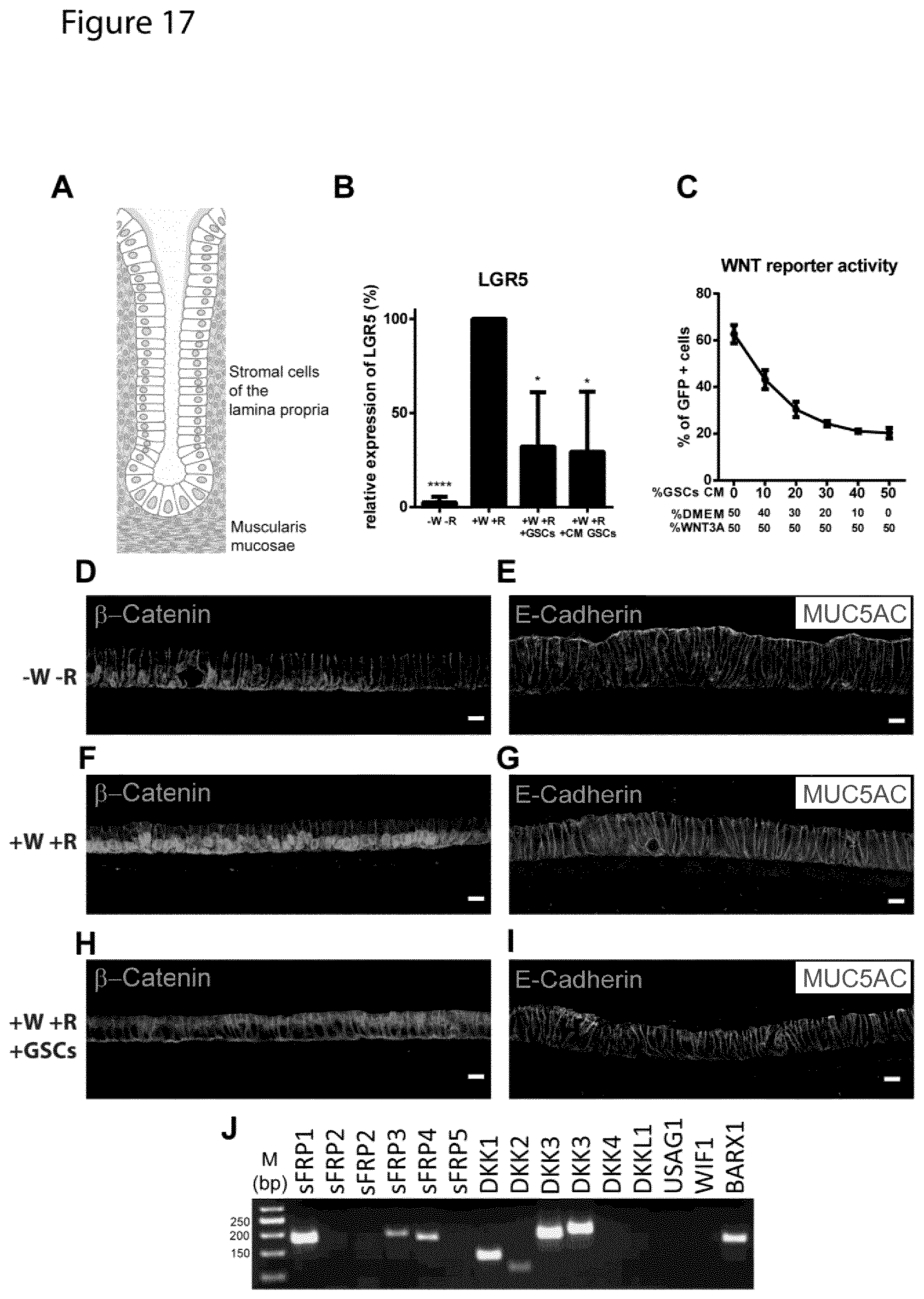 Patent US12351829 Figure 17 – Generation, proliferation and expansion of epithelial cells from primary tissue into mucosoid cultures