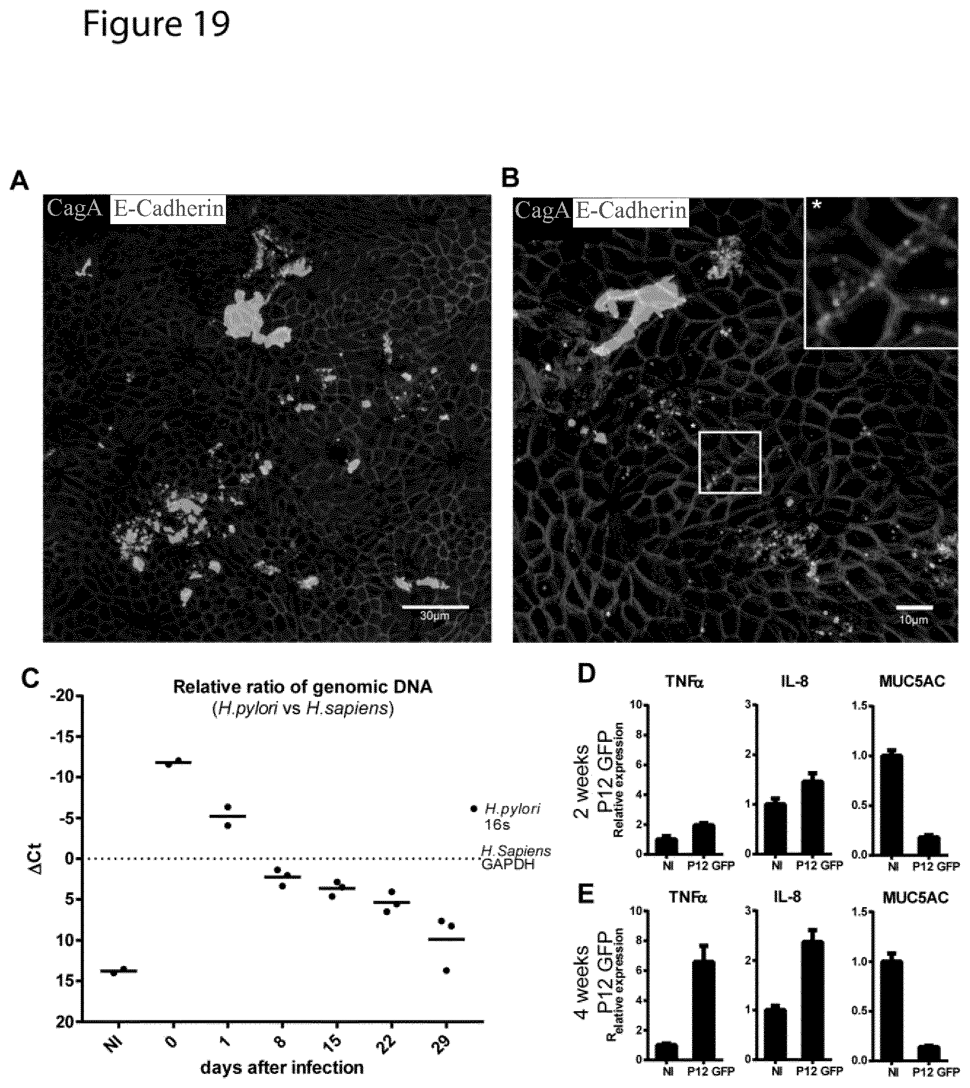 Patent US12351829 Figure 19 – Generation, proliferation and expansion of epithelial cells from primary tissue into mucosoid cultures