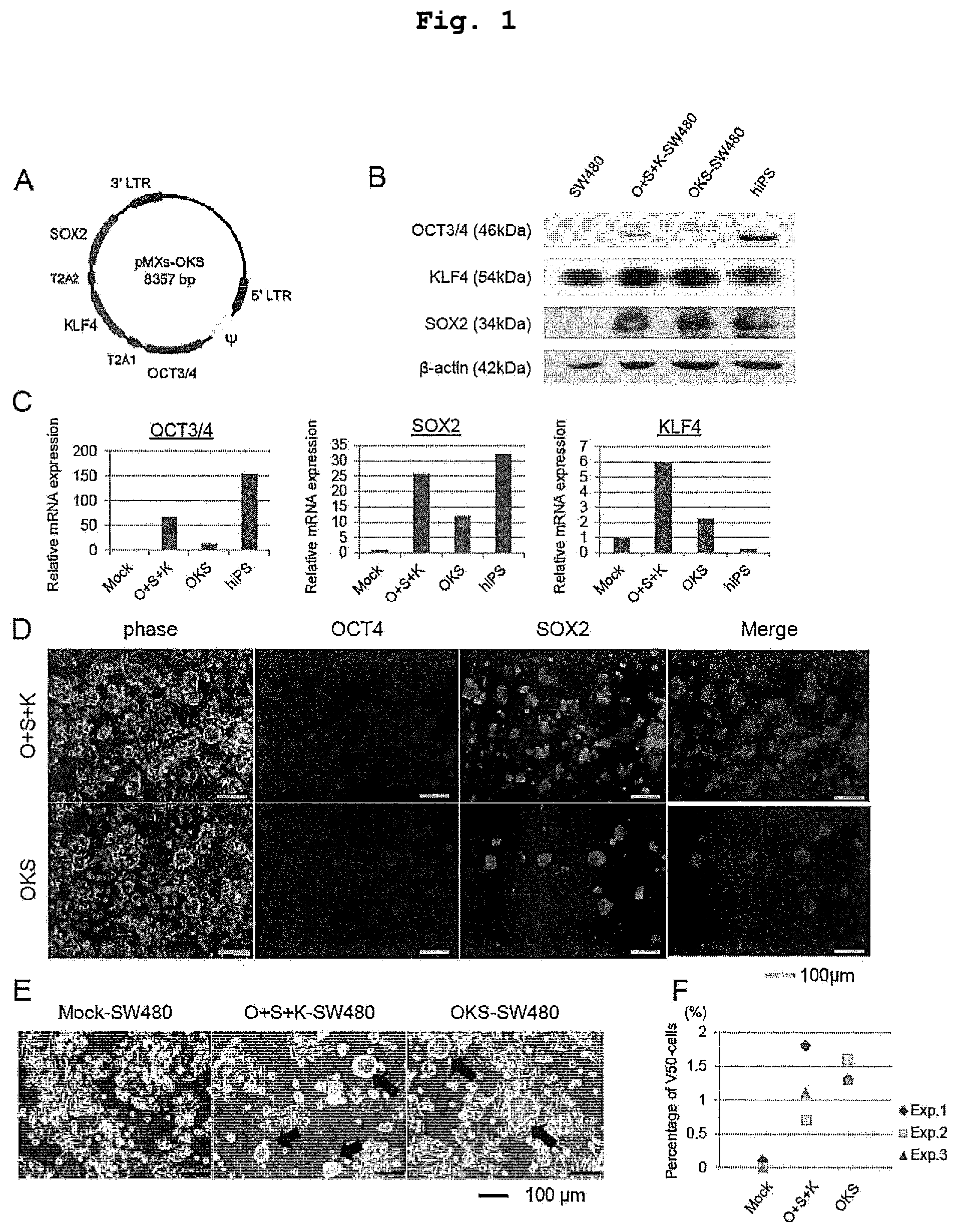 Patent US12351830 — Method for maintaining and amplifying colon cancer stem cells and method for inducing colon cancer organoid — Figure 1