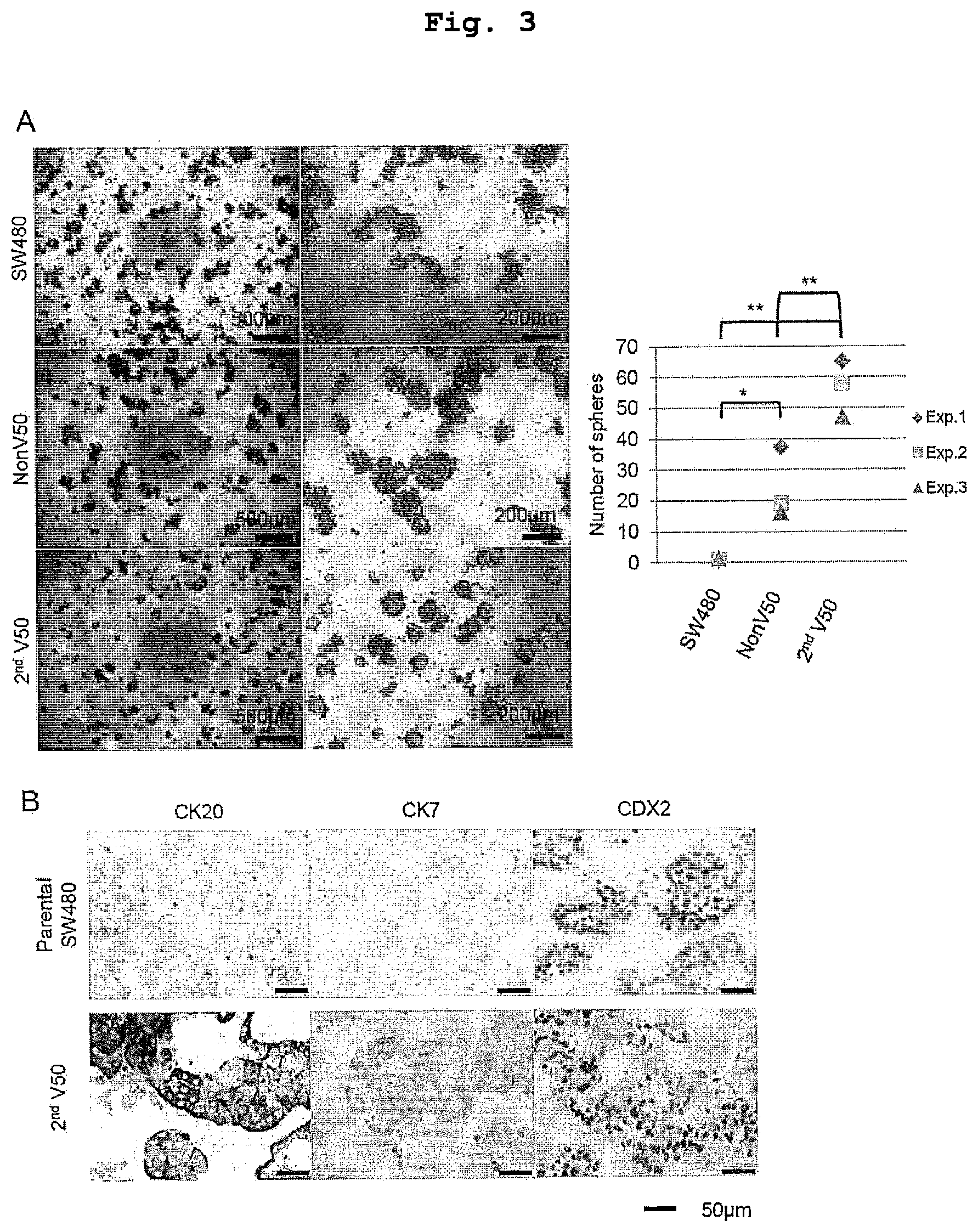 Patent US12351830 Figure 3 – Method for maintaining and amplifying colon cancer stem cells and method for inducing colon cancer organoid