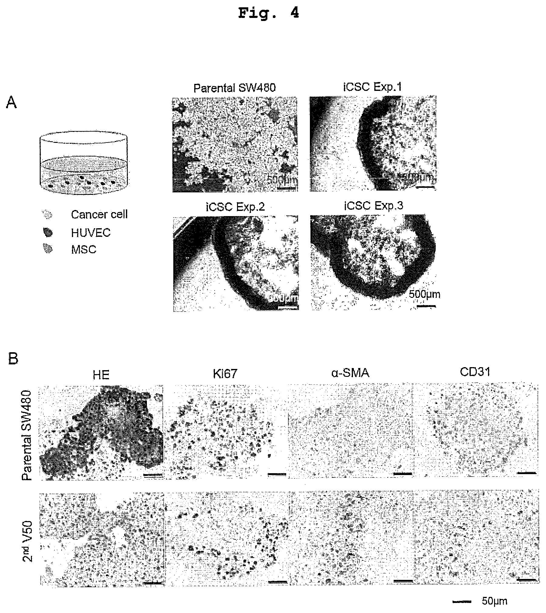 Patent US12351830 Figure 4 – Method for maintaining and amplifying colon cancer stem cells and method for inducing colon cancer organoid