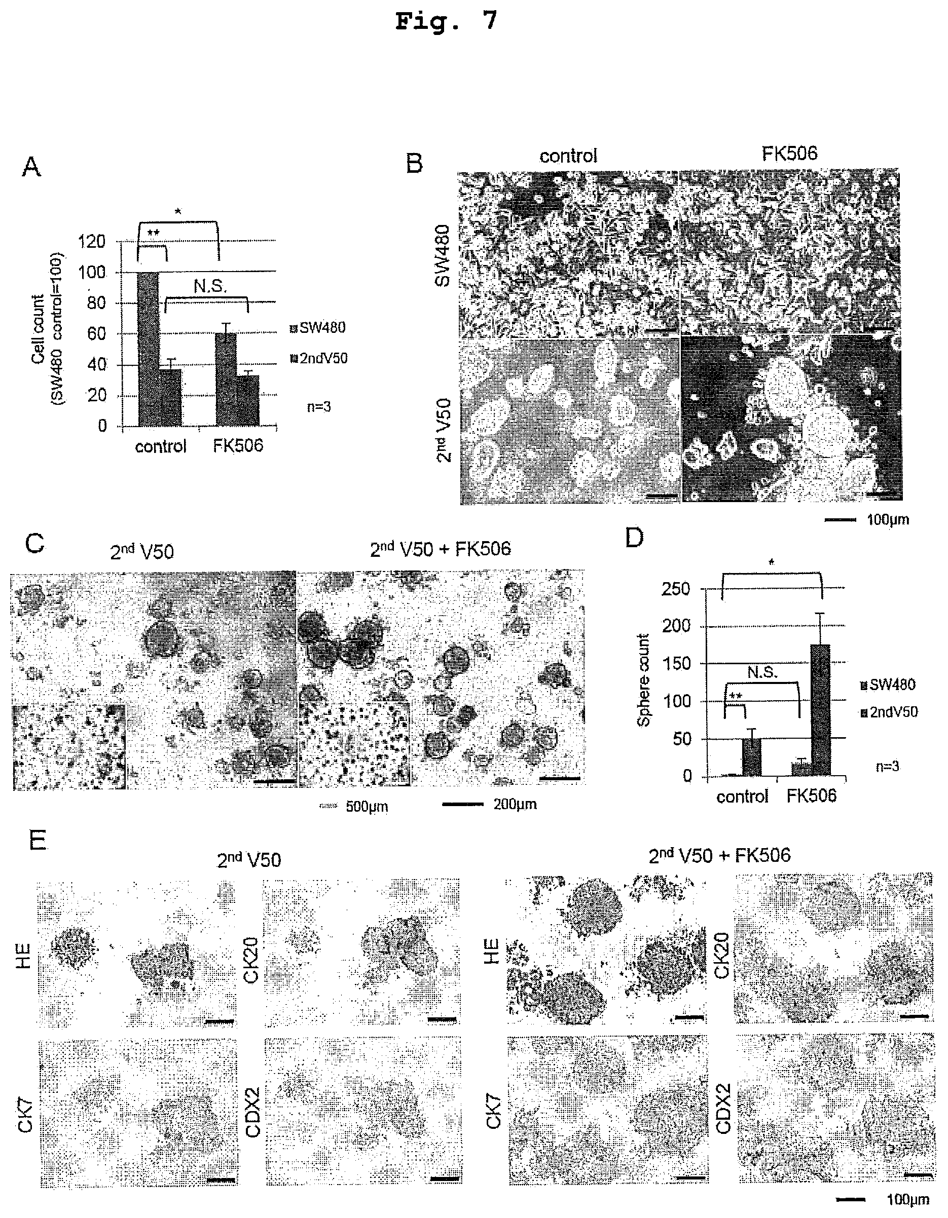 Patent US12351830 Figure 7 – Method for maintaining and amplifying colon cancer stem cells and method for inducing colon cancer organoid