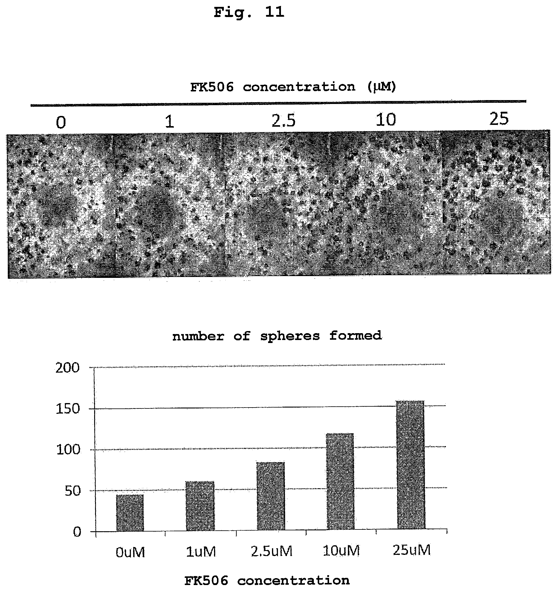 Patent US12351830 Figure 11 – Method for maintaining and amplifying colon cancer stem cells and method for inducing colon cancer organoid