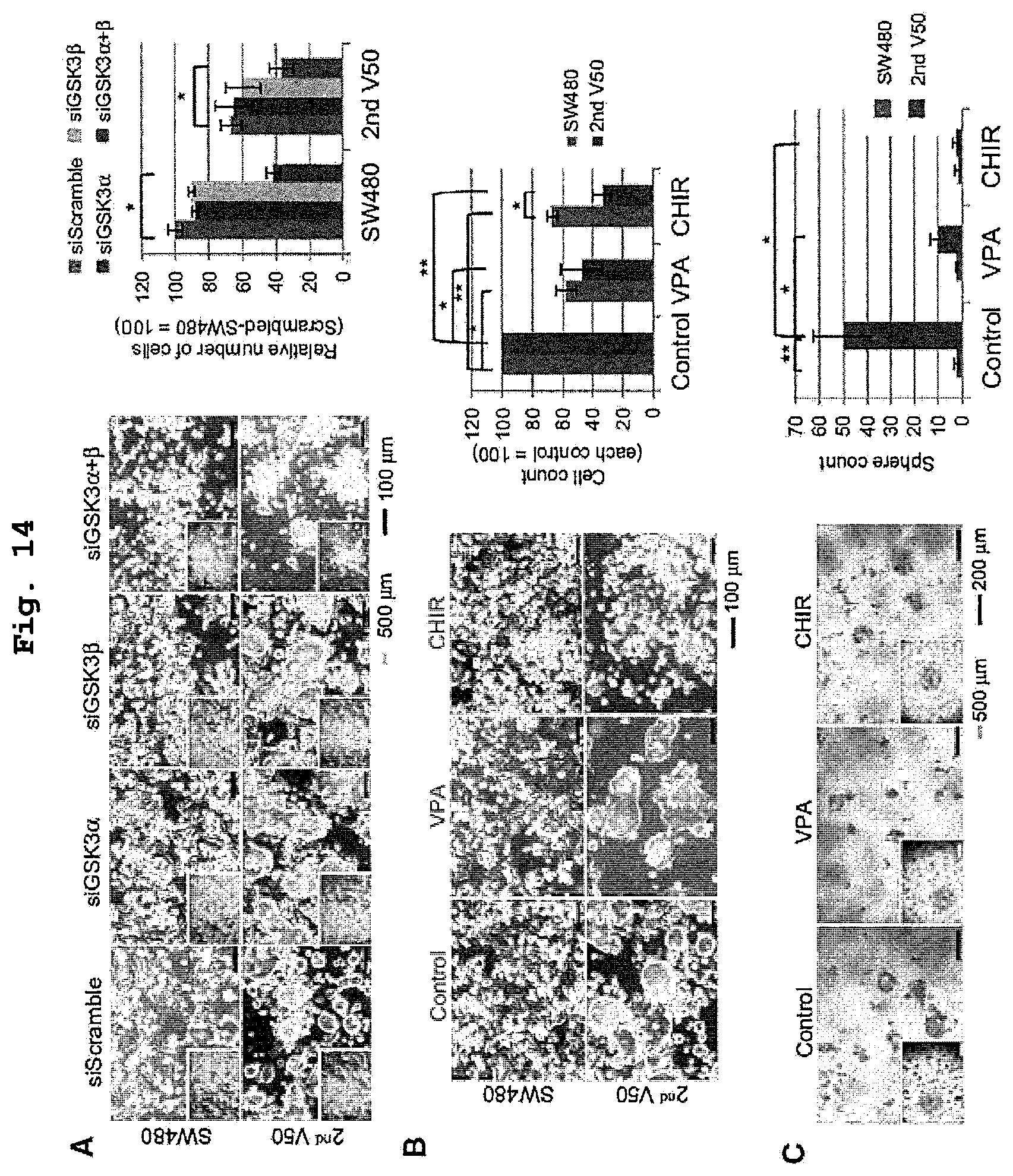 Patent US12351830 Figure 13 – Method for maintaining and amplifying colon cancer stem cells and method for inducing colon cancer organoid