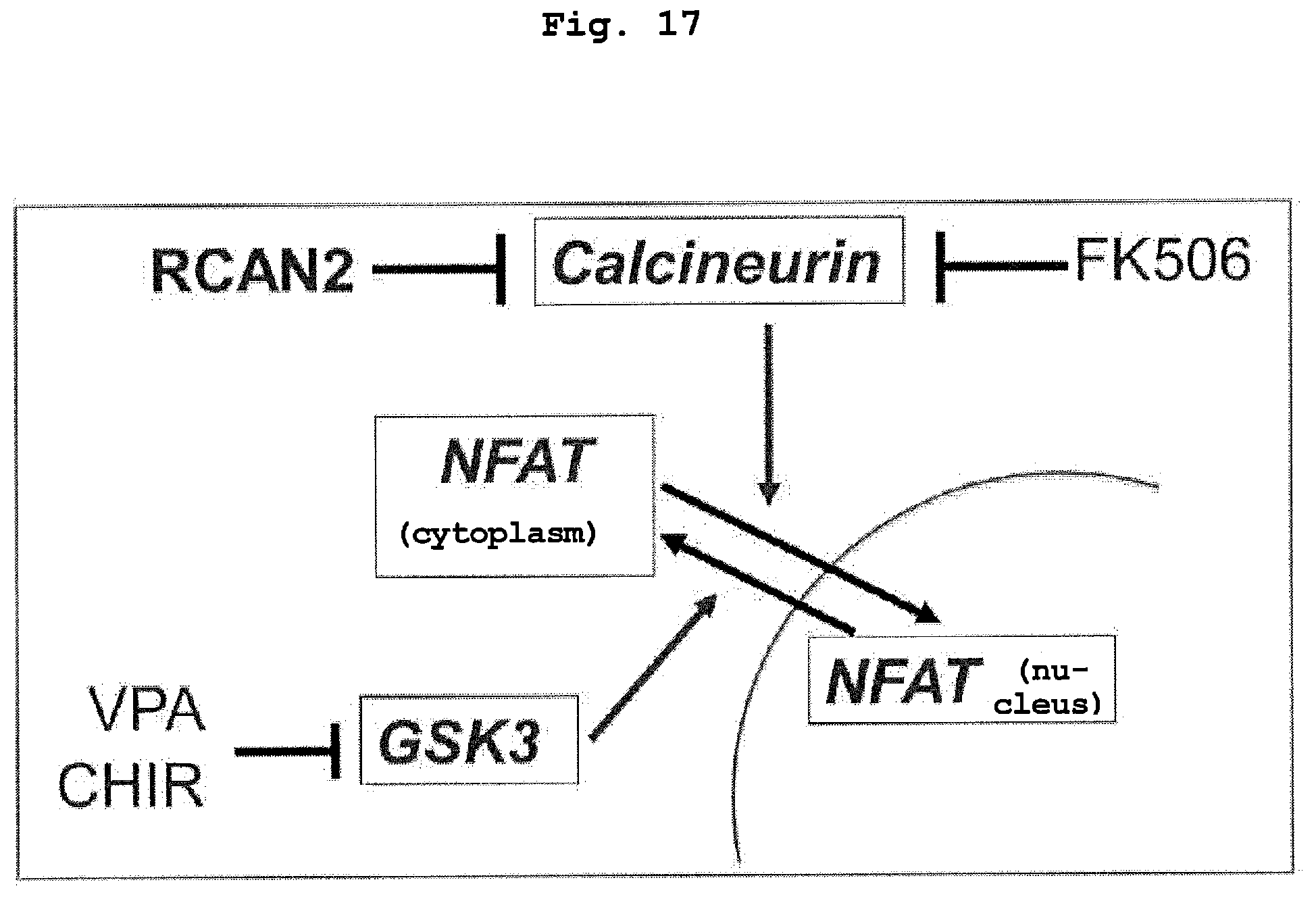 Patent US12351830 Figure 16 – Method for maintaining and amplifying colon cancer stem cells and method for inducing colon cancer organoid