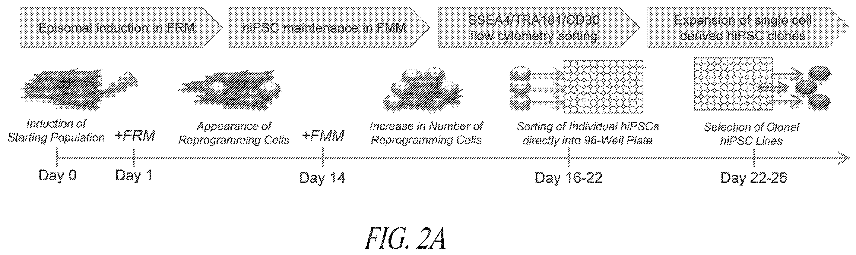 Patent US12351831 Figure 5 – Platform for the induction and maintenance of ground state pluripotency