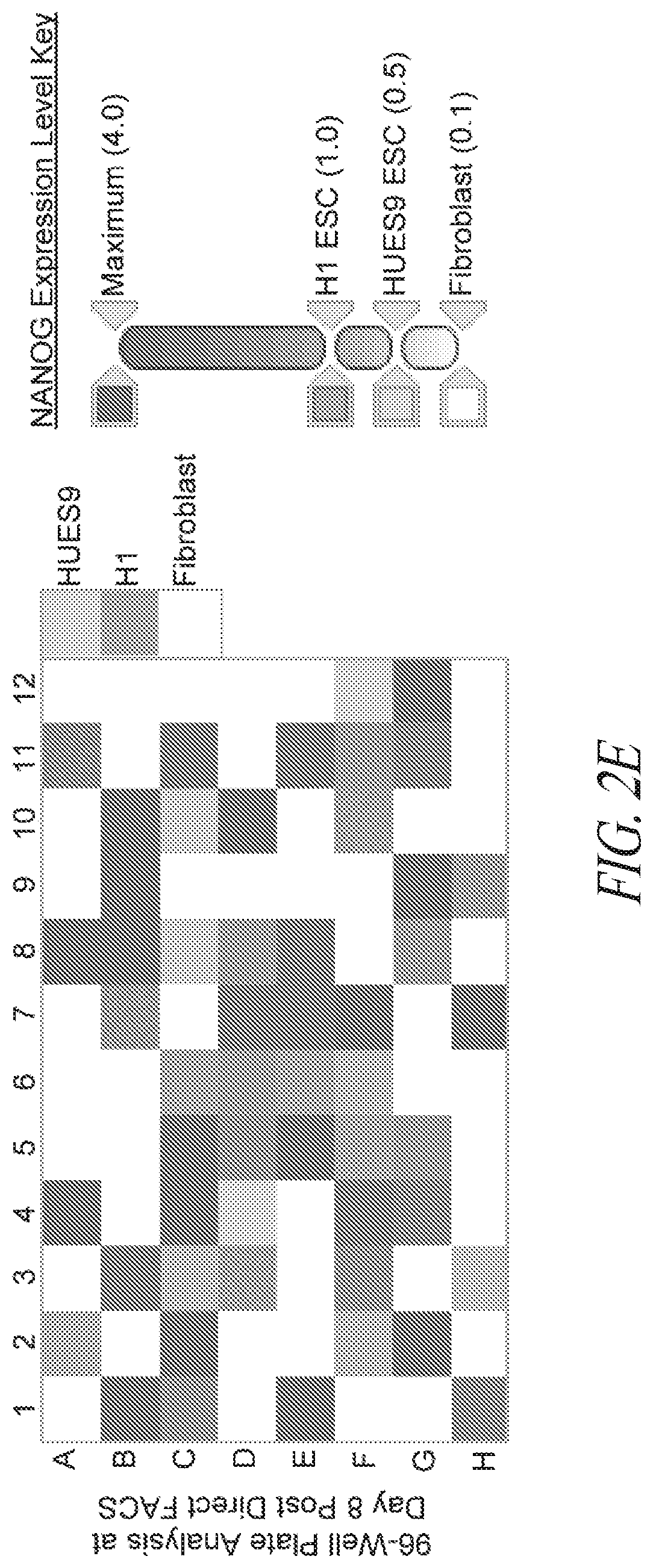 Patent US12351831 Figure 8 – Platform for the induction and maintenance of ground state pluripotency