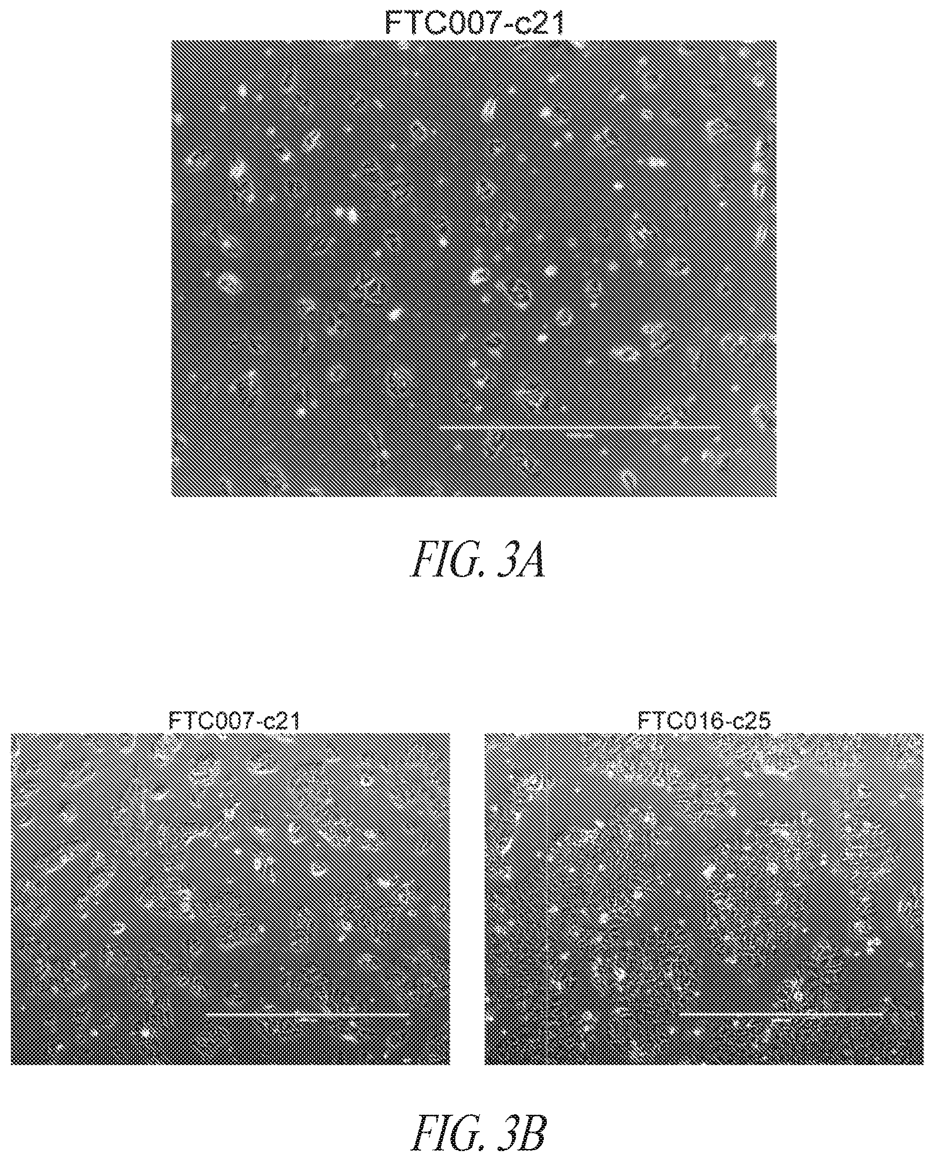 Patent US12351831 Figure 9 – Platform for the induction and maintenance of ground state pluripotency