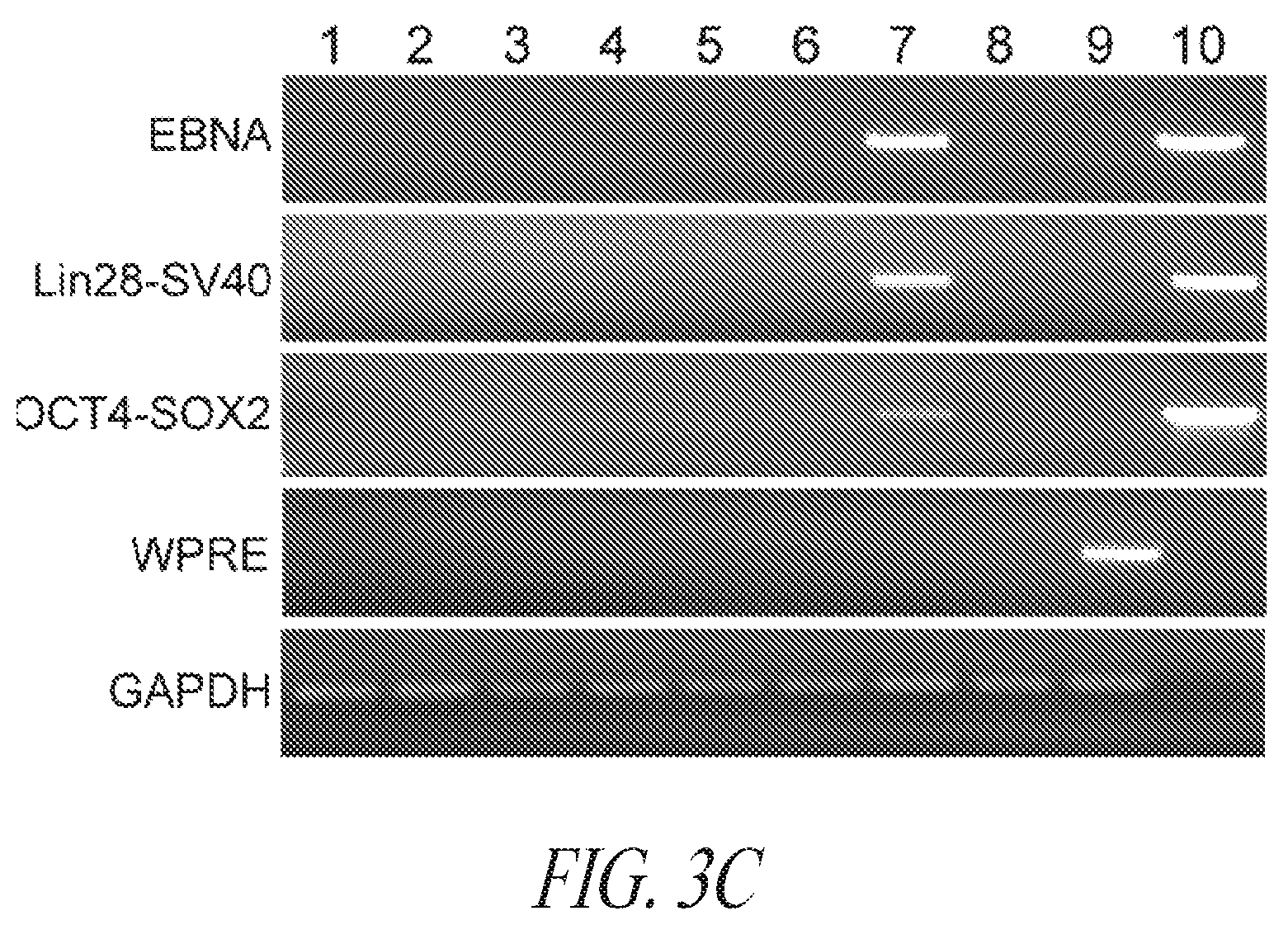 Patent US12351831 Figure 10 – Platform for the induction and maintenance of ground state pluripotency