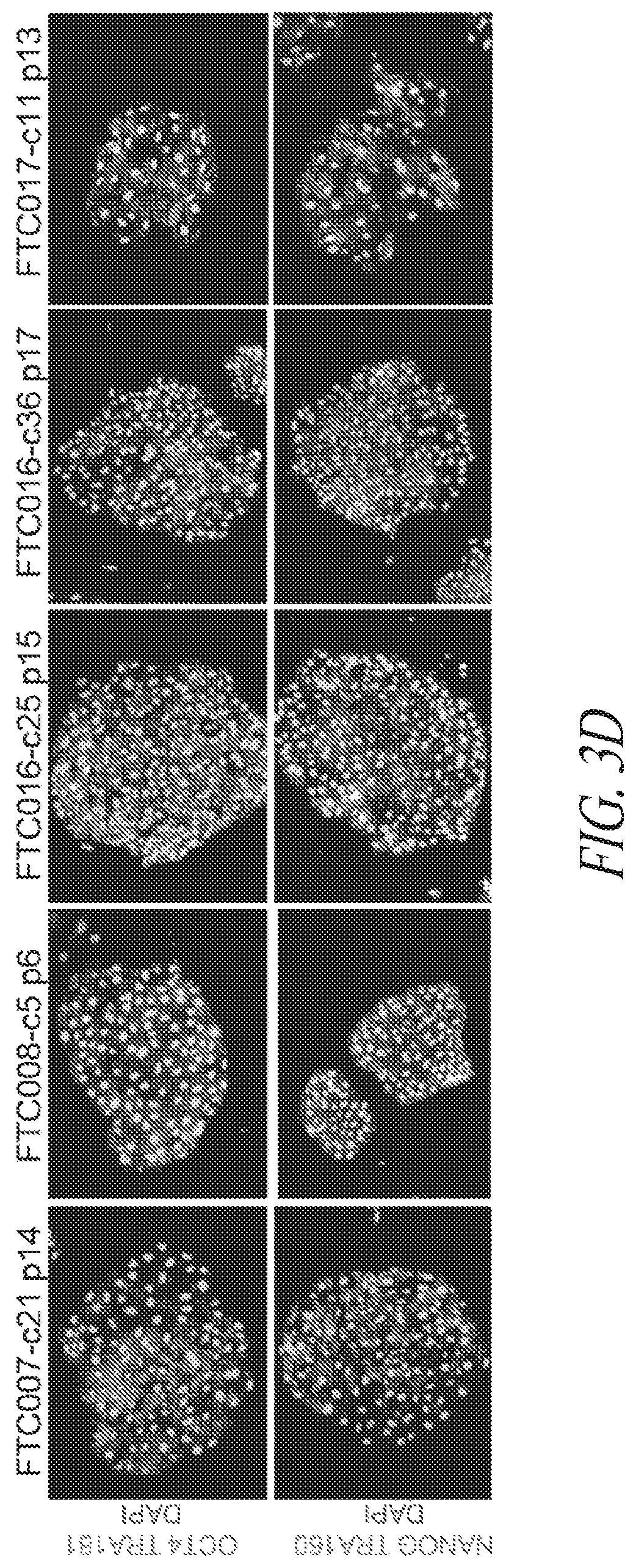 Patent US12351831 Figure 11 – Platform for the induction and maintenance of ground state pluripotency