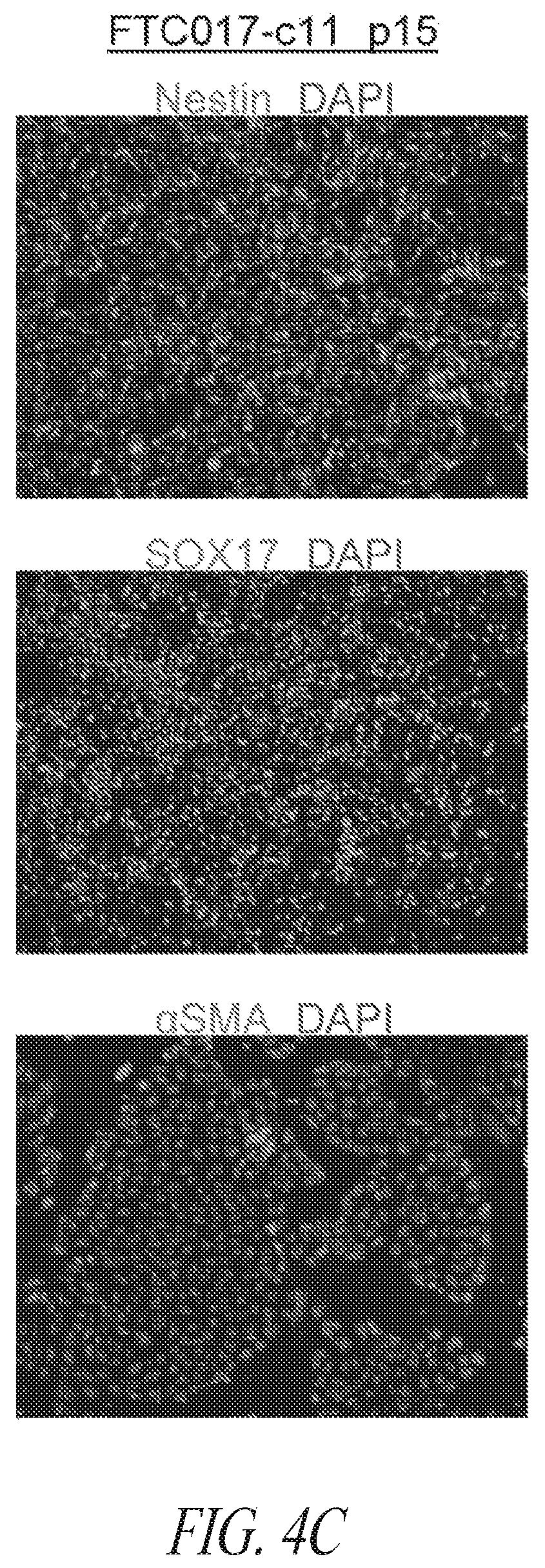 Patent US12351831 Figure 16 – Platform for the induction and maintenance of ground state pluripotency
