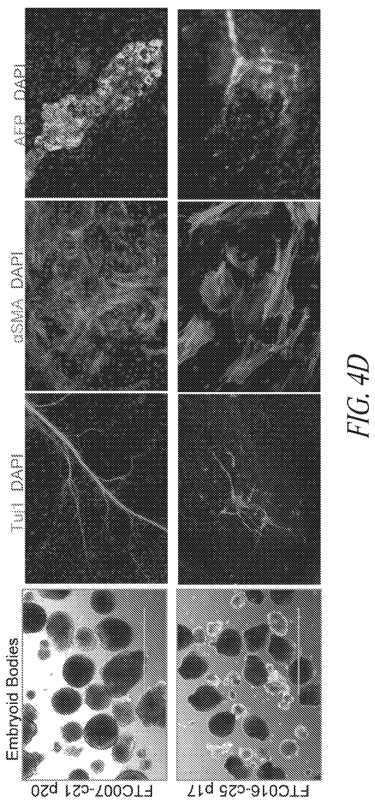 Patent US12351831 Figure 17 – Platform for the induction and maintenance of ground state pluripotency