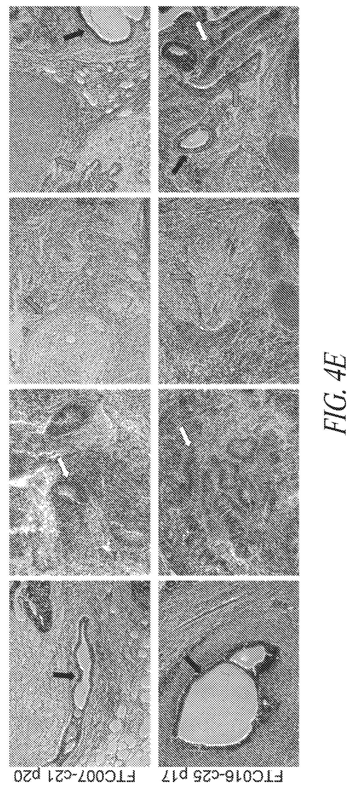Patent US12351831 Figure 18 – Platform for the induction and maintenance of ground state pluripotency