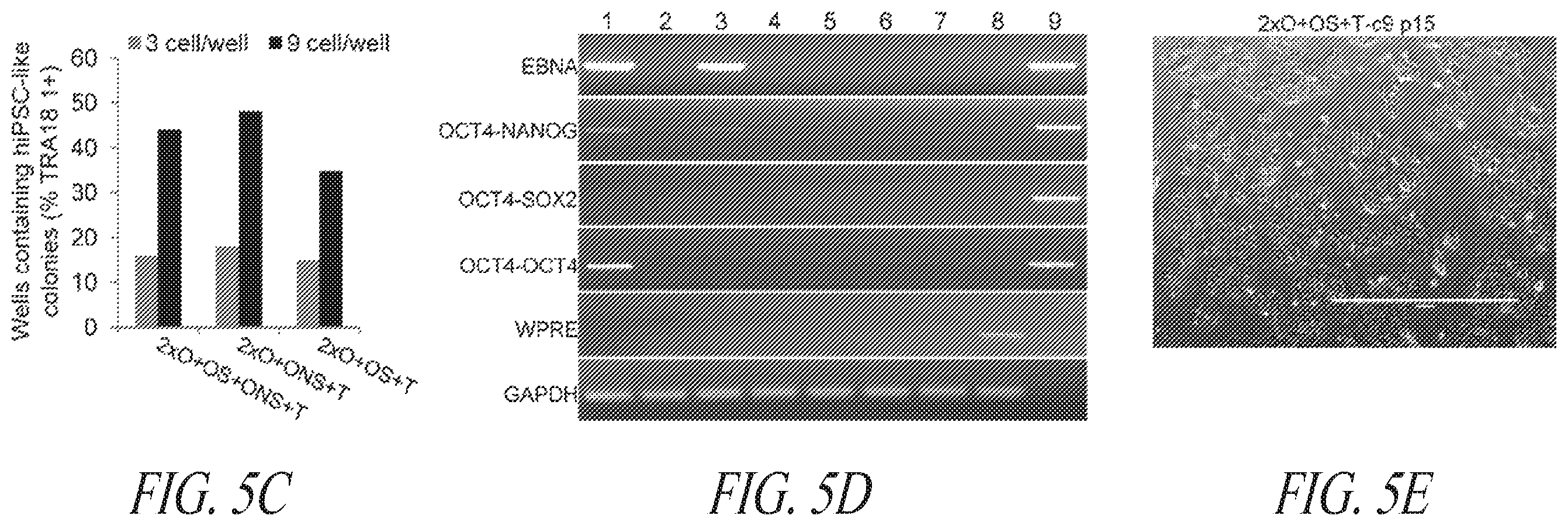 Patent US12351831 Figure 20 – Platform for the induction and maintenance of ground state pluripotency