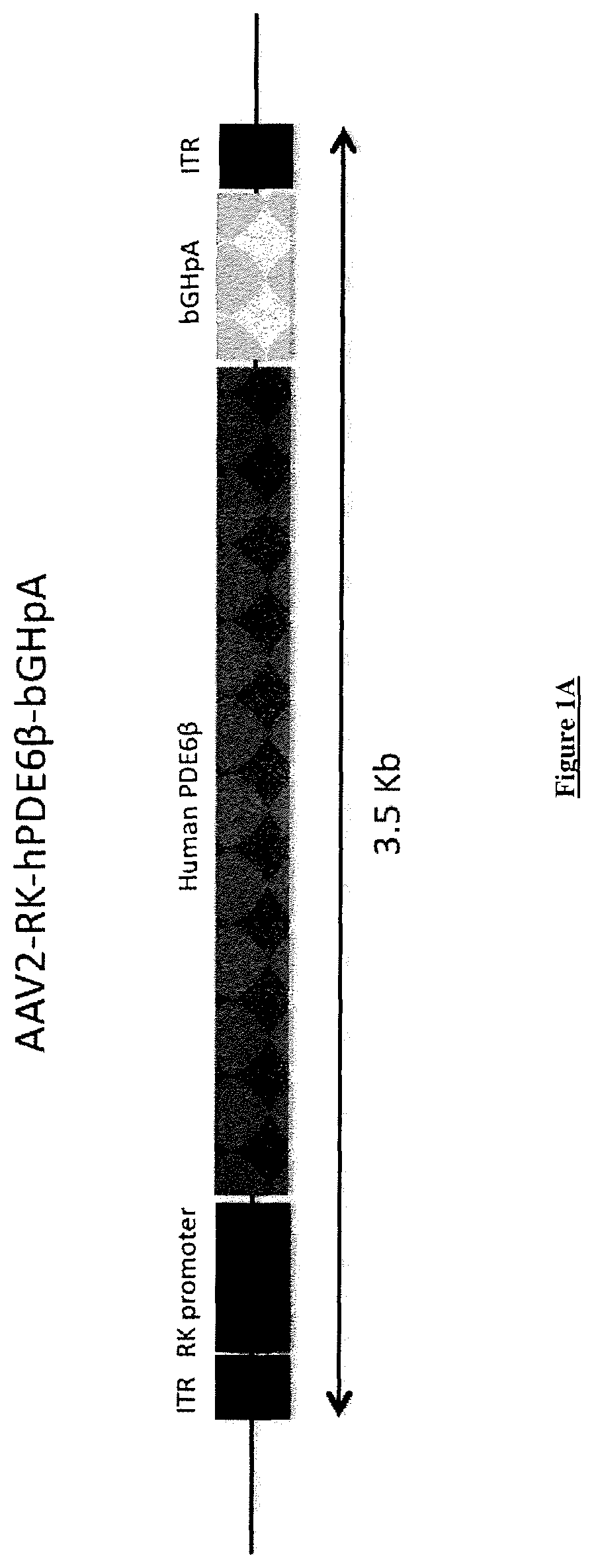 Patent US12351832 — Recombinant adeno-associated virus particle purification with multiple-step anion exchange chromatography — Figure 1