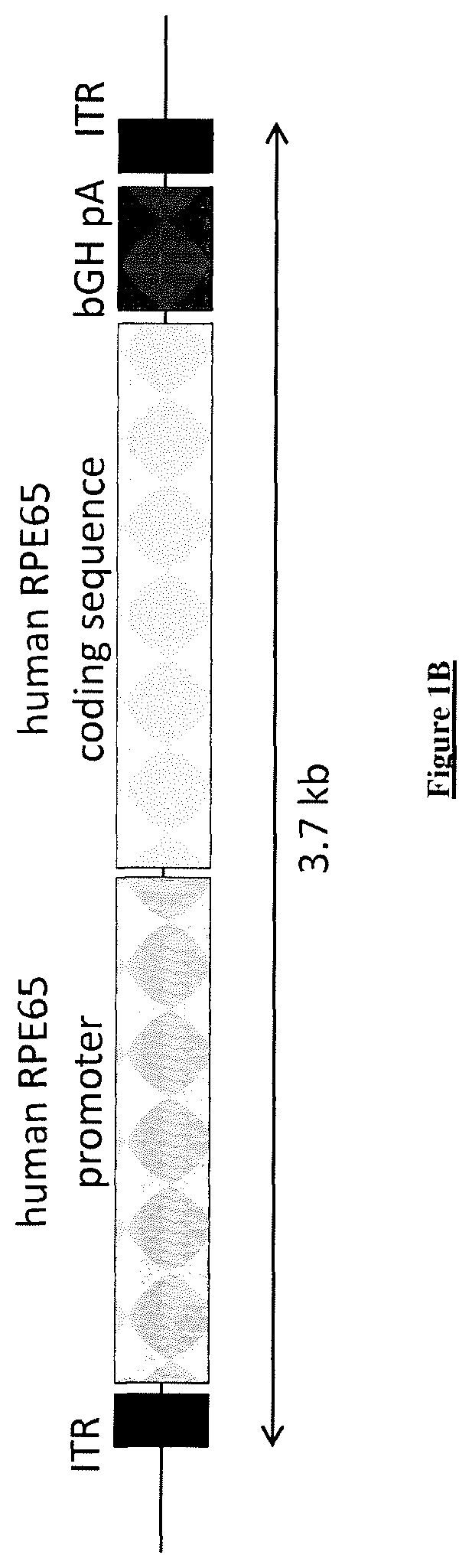 Patent US12351832 Figure 2 – Recombinant adeno-associated virus particle purification with multiple-step anion exchange chromatography