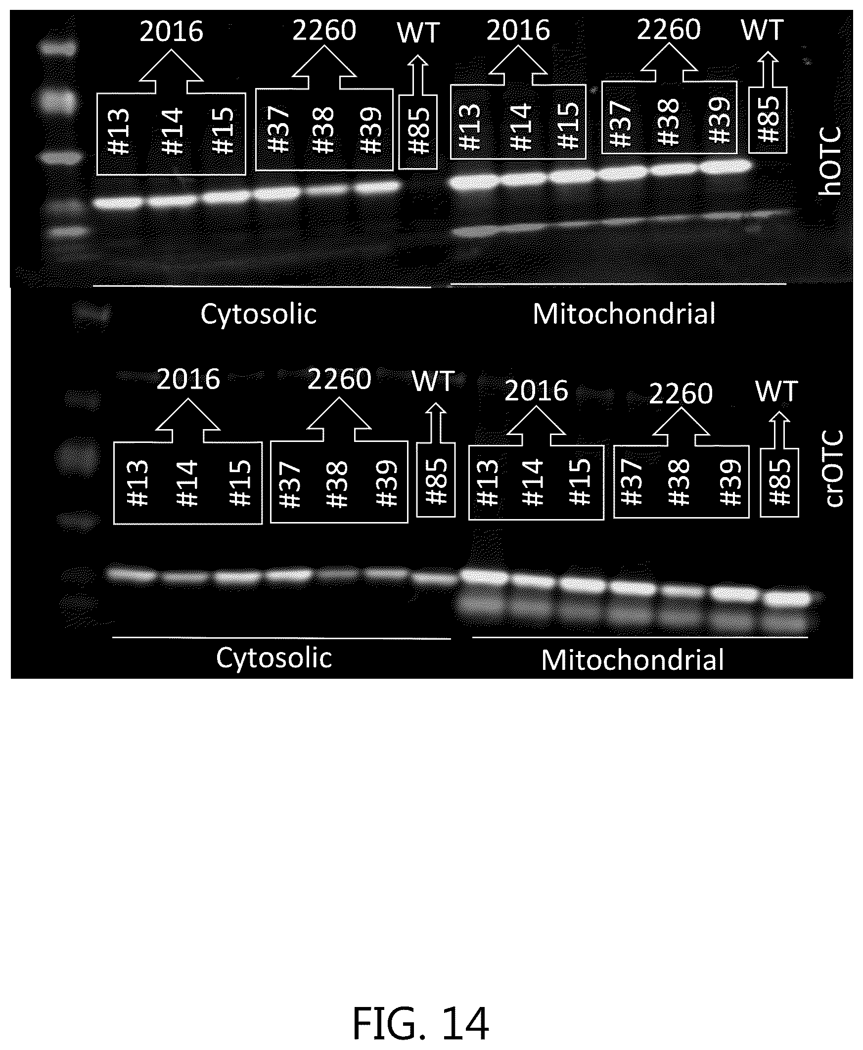 Patent US12351834 Figure 14 – Compositions and methods for the treatment of ornithine transcarbamylase deficiency