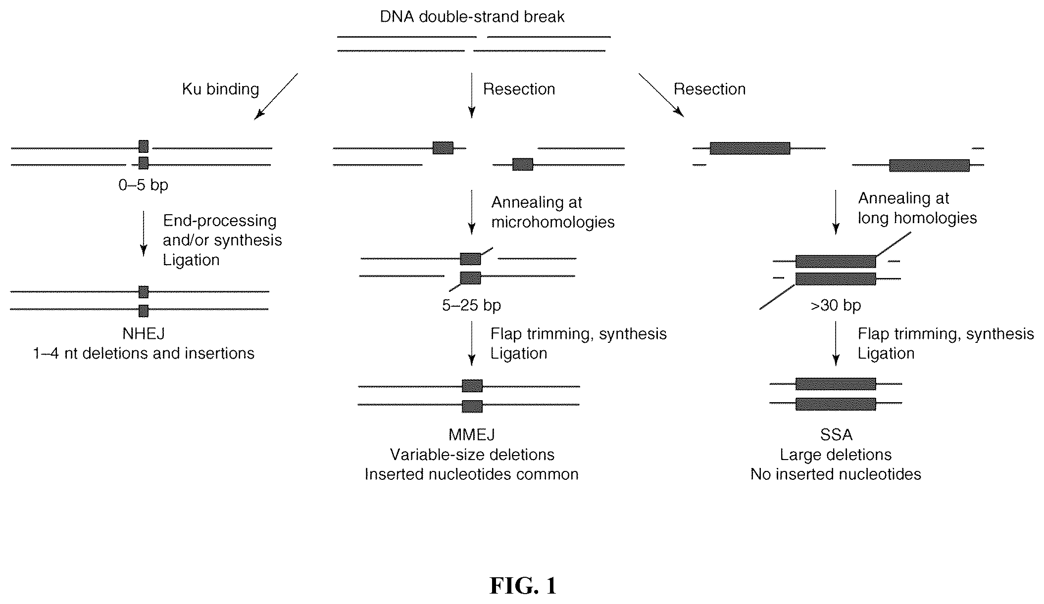 Patent US12351836 Figure 1 – Microhomology mediated repair of microduplication gene mutations