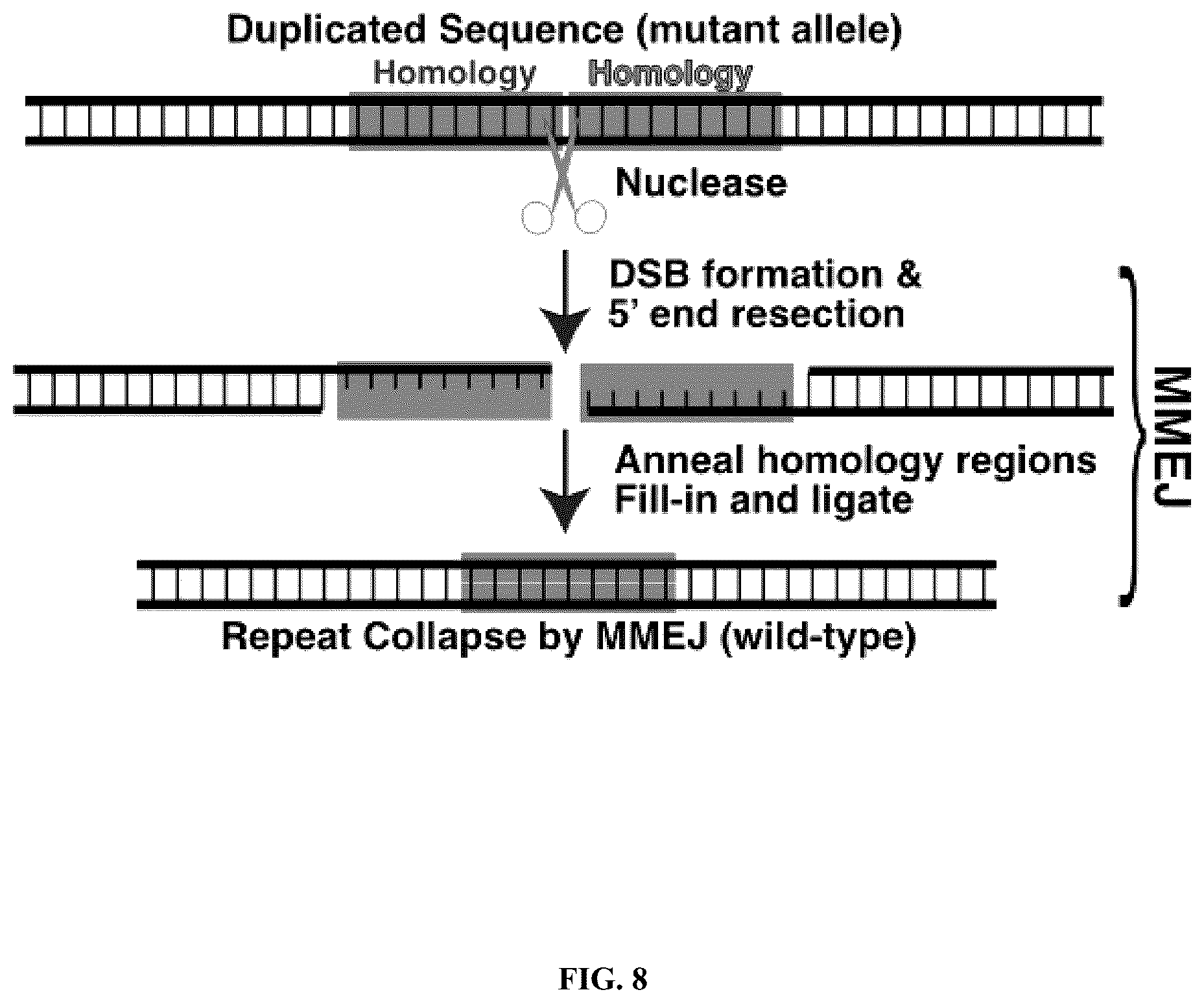 Patent US12351836 Figure 8 – Microhomology mediated repair of microduplication gene mutations