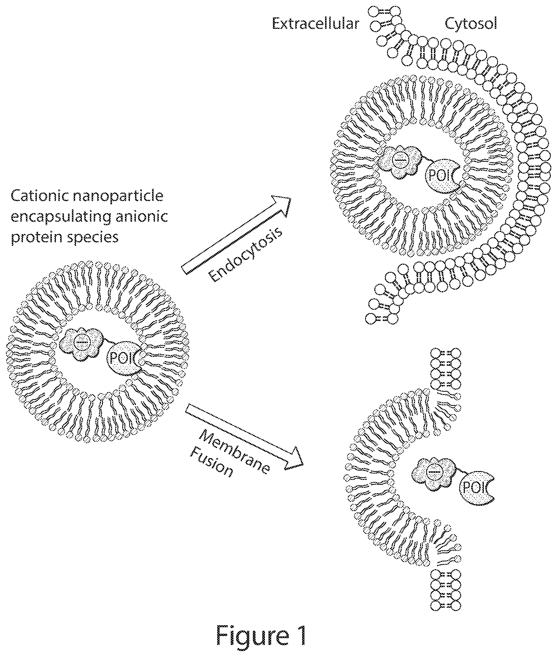 Patent US12351837 Figure 1 – Supernegatively charged proteins and uses thereof