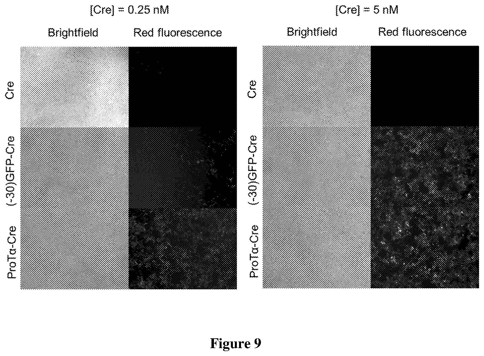 Patent US12351837 Figure 14 – Supernegatively charged proteins and uses thereof
