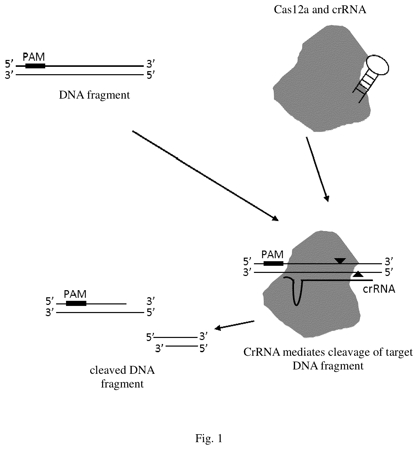 Patent US12351840 Figure 1 – CPF1 protein and its use in gene editing