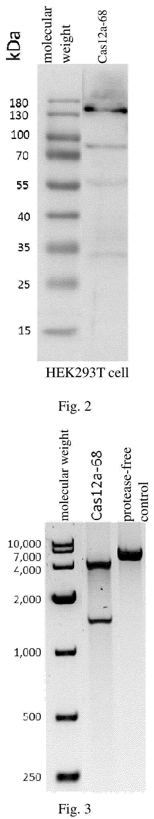 Patent US12351840 Figure 2 – CPF1 protein and its use in gene editing