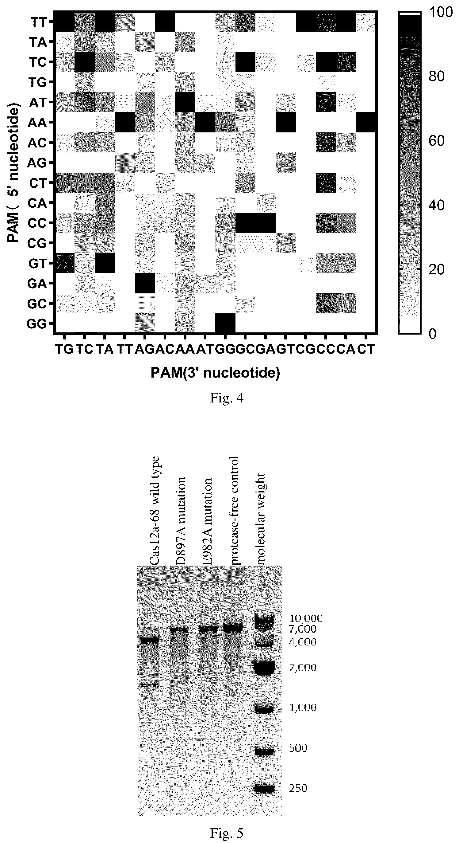Patent US12351840 Figure 3 – CPF1 protein and its use in gene editing