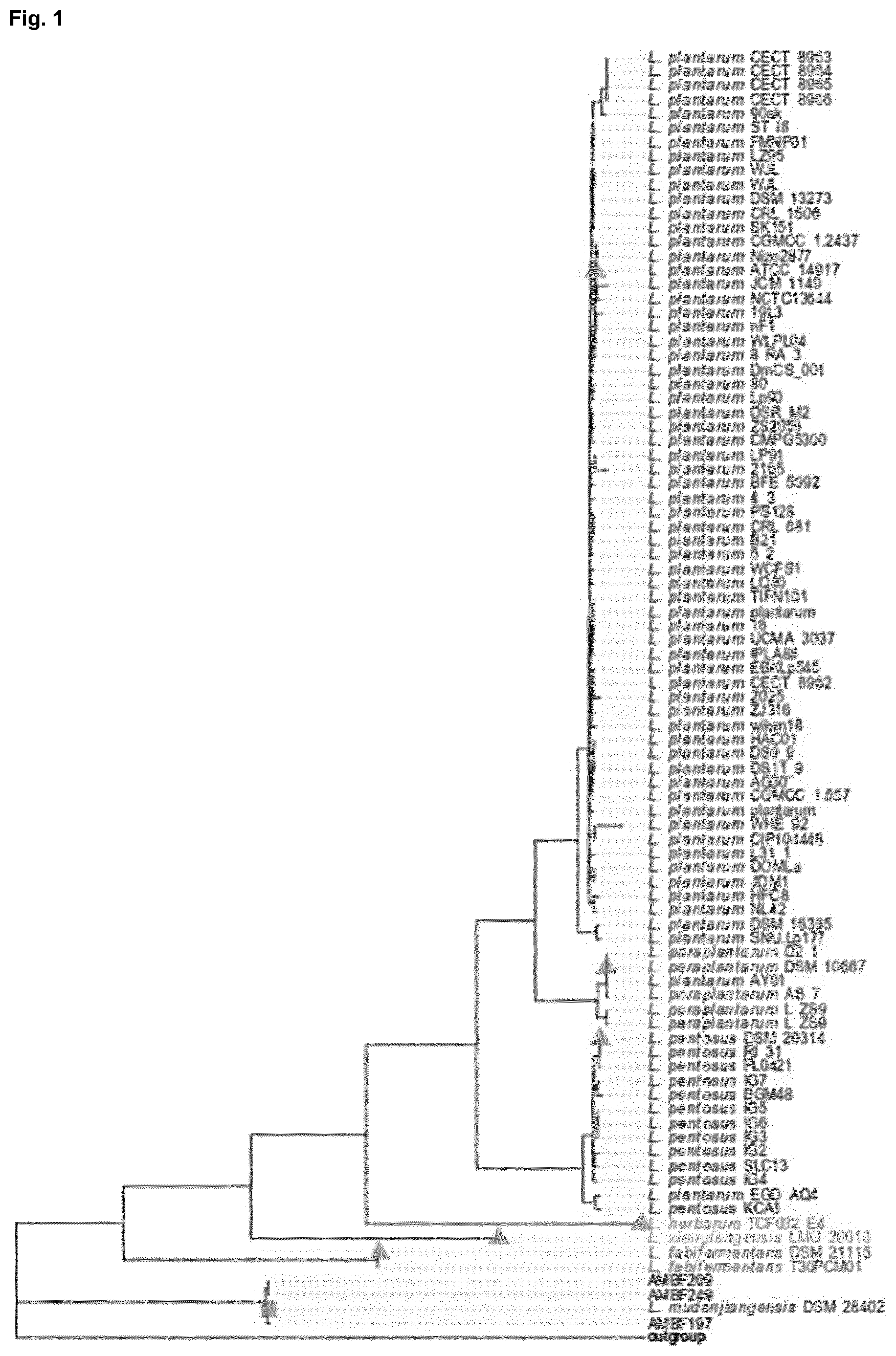 Patent US12351842 Figure 1 – Lactobacillus mudanjiangensis strains and cellulase derived therefrom