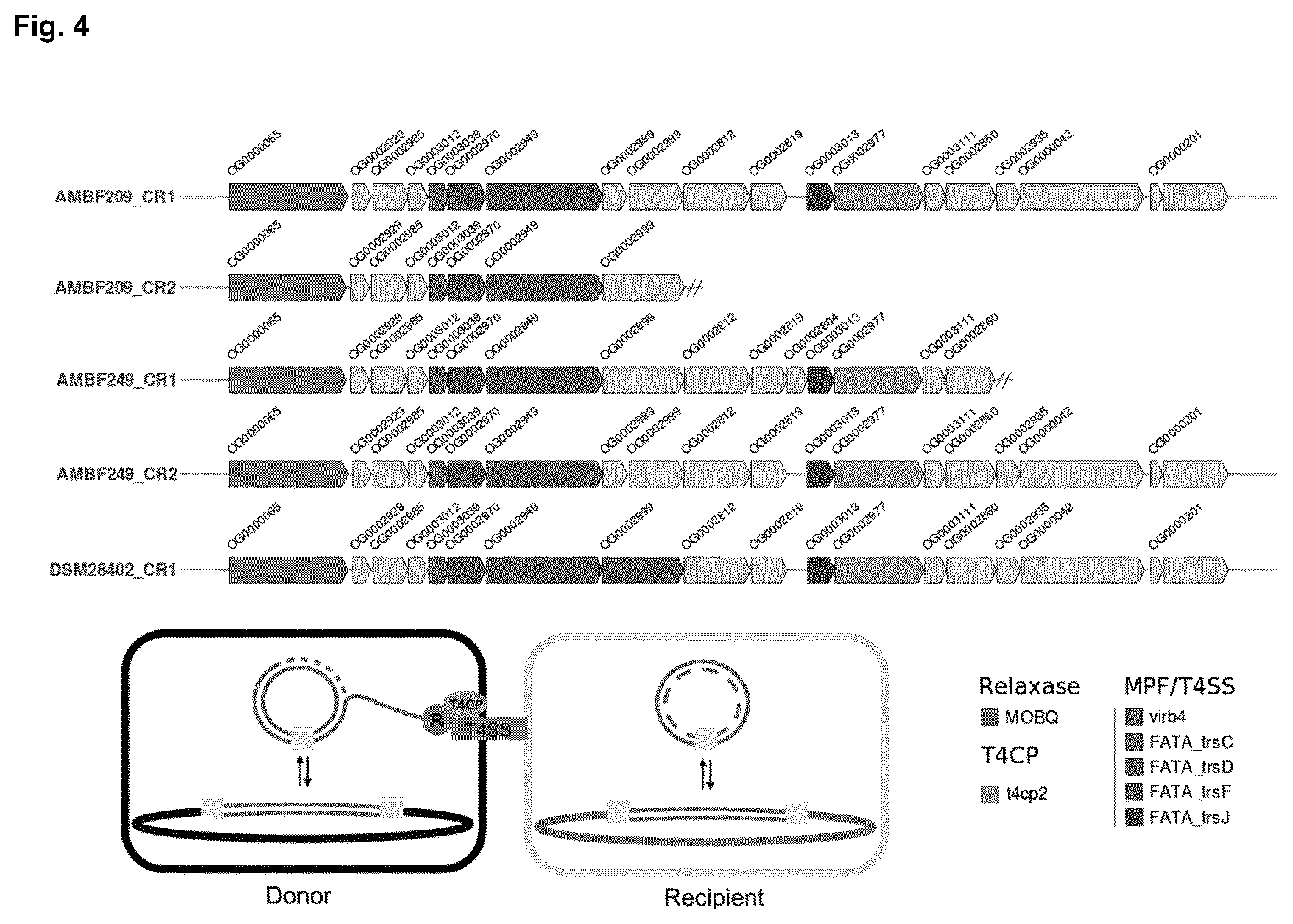 Patent US12351842 Figure 4 – Lactobacillus mudanjiangensis strains and cellulase derived therefrom