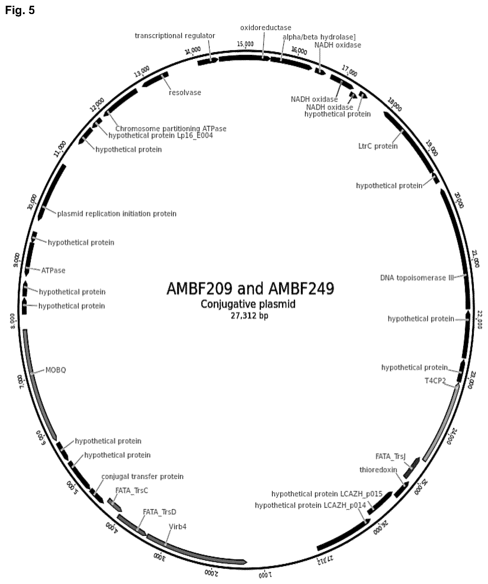 Patent US12351842 Figure 5 – Lactobacillus mudanjiangensis strains and cellulase derived therefrom