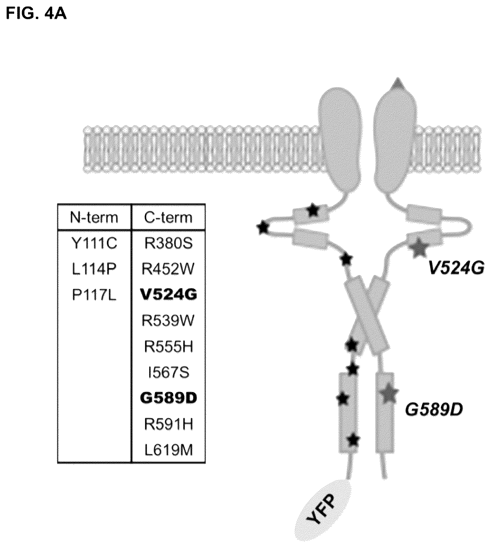 Patent US12351844 Figure 9 – Compositions and methods for using engineered deubiquitinases for probing ubiquitin-dependent cellular processes