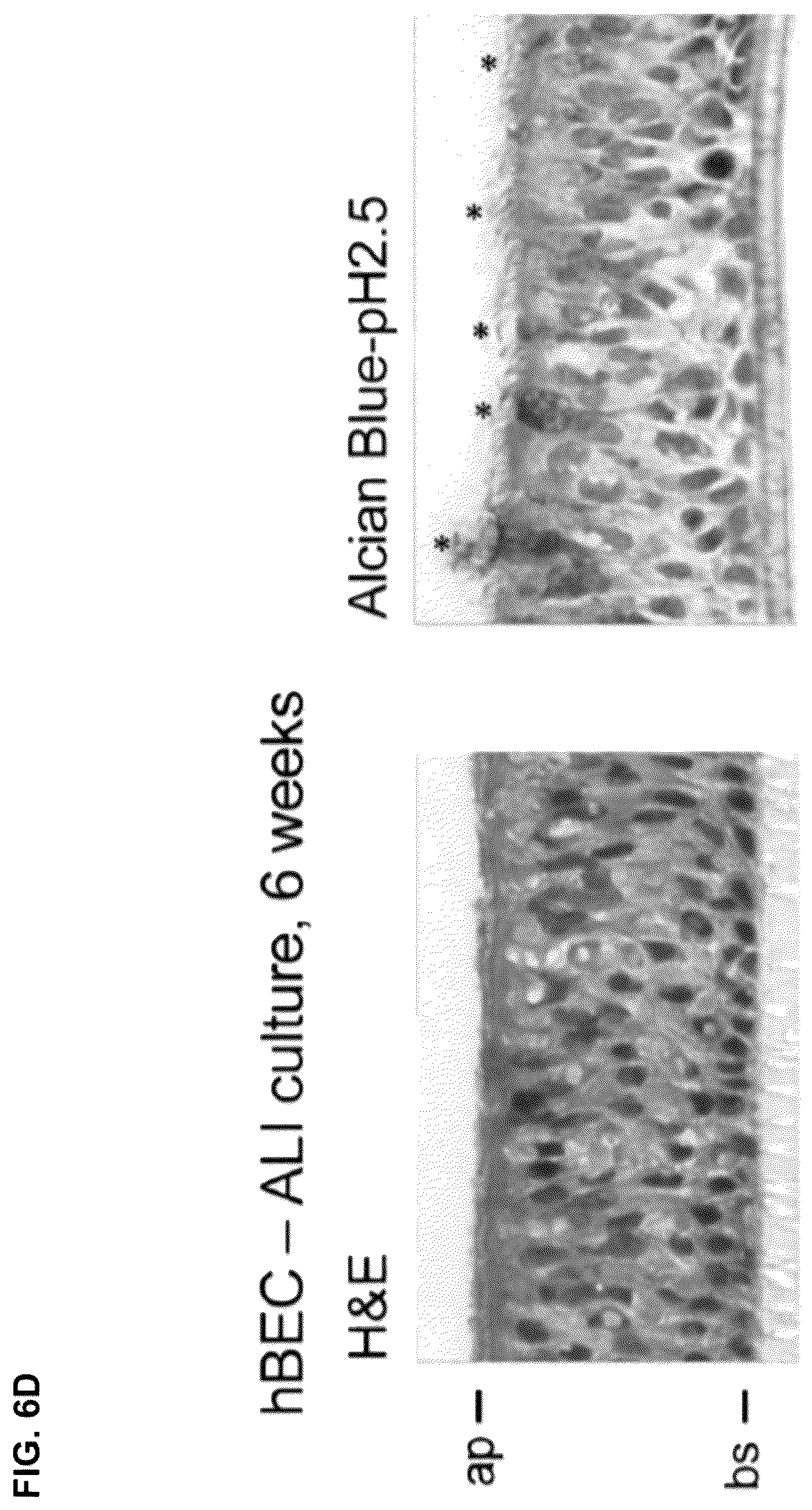 Patent US12351844 Figure 20 – Compositions and methods for using engineered deubiquitinases for probing ubiquitin-dependent cellular processes