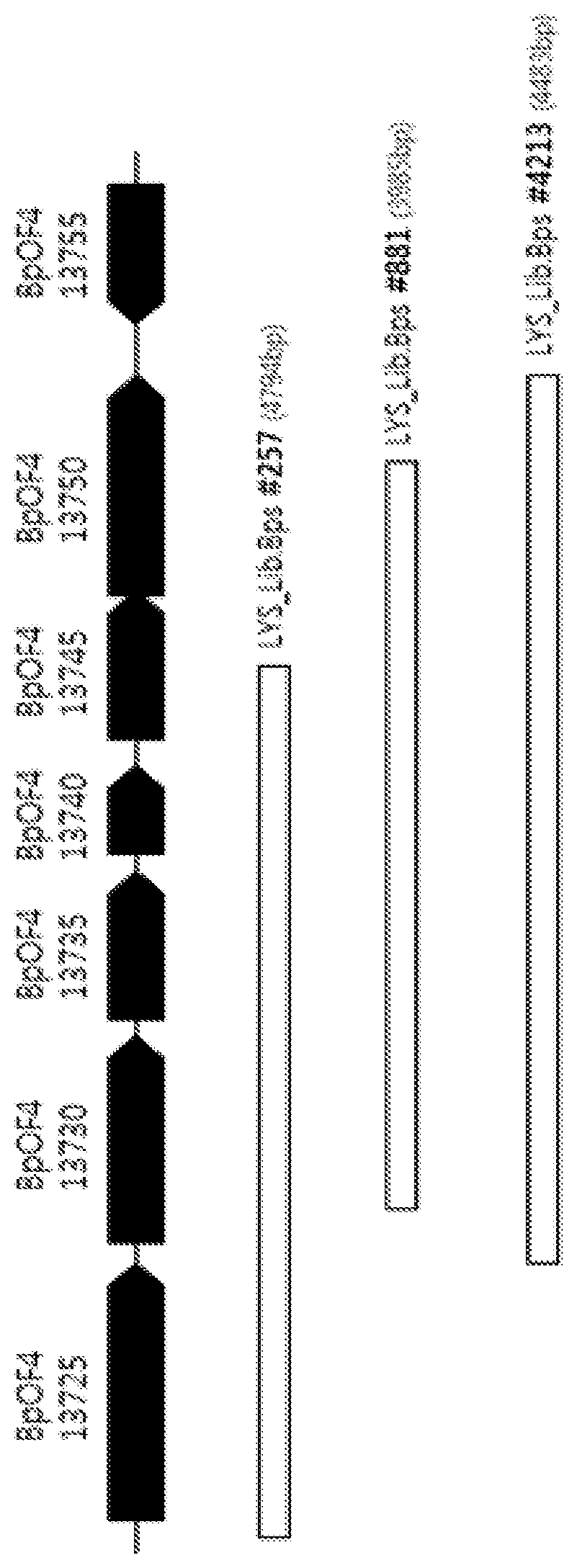 Patent US12351846 Figure 1 – Microorganism for producing L-amino acid having increased cytochrome C activity, and L-amino acid production method using same