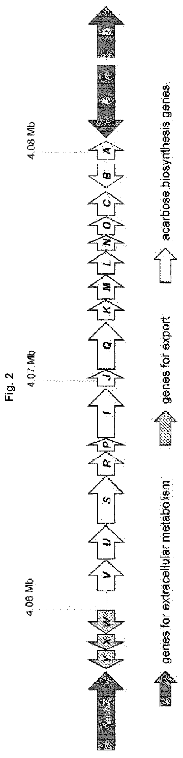 Patent US12351847 Figure 2 – Methods for the improved formation of acarbose