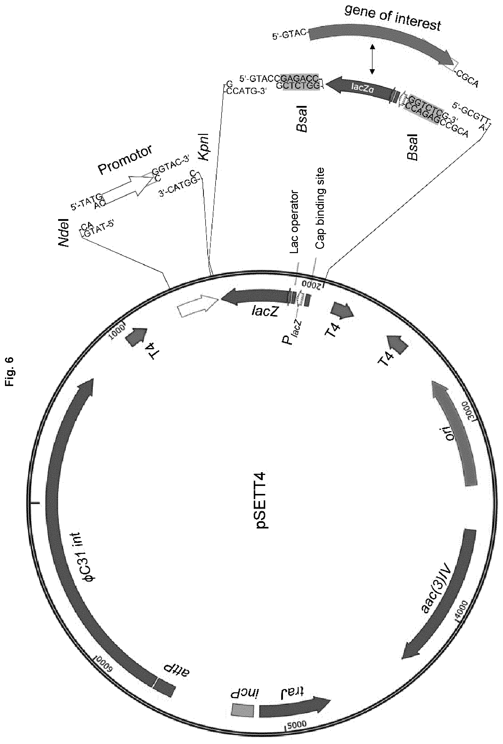 Patent US12351847 Figure 6 – Methods for the improved formation of acarbose