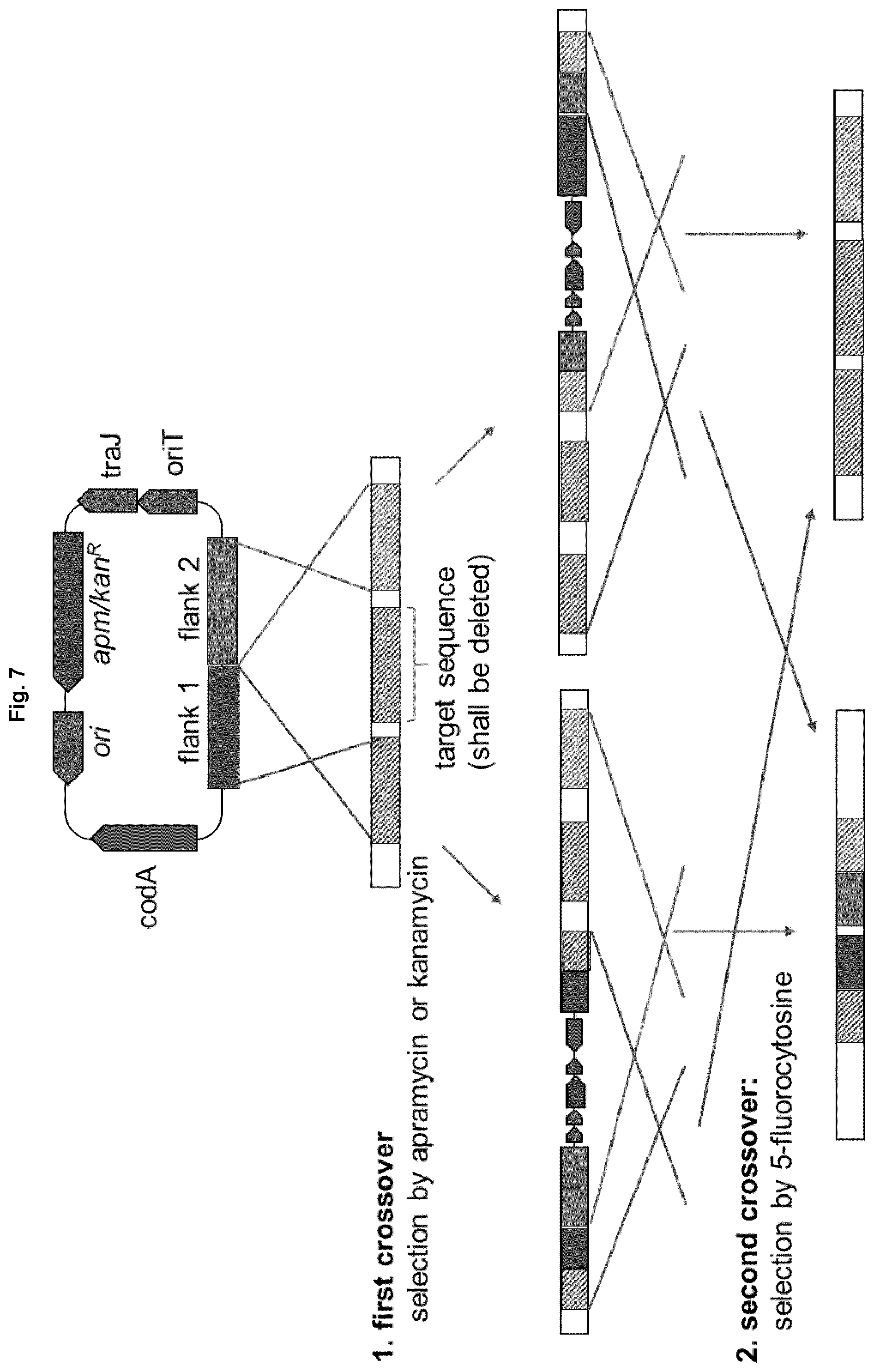 Patent US12351847 Figure 7 – Methods for the improved formation of acarbose