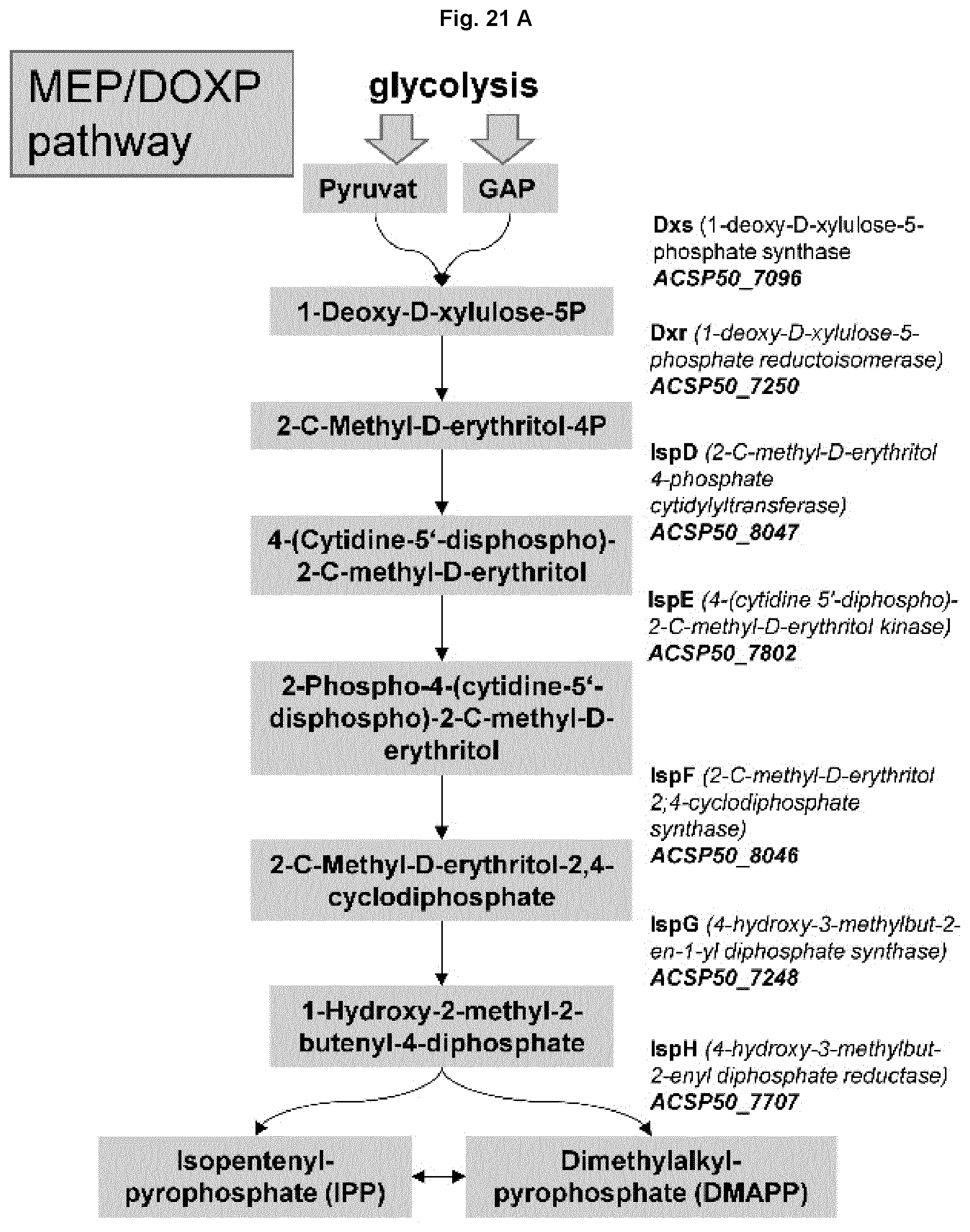 Patent US12351847 Figure 15 – Methods for the improved formation of acarbose