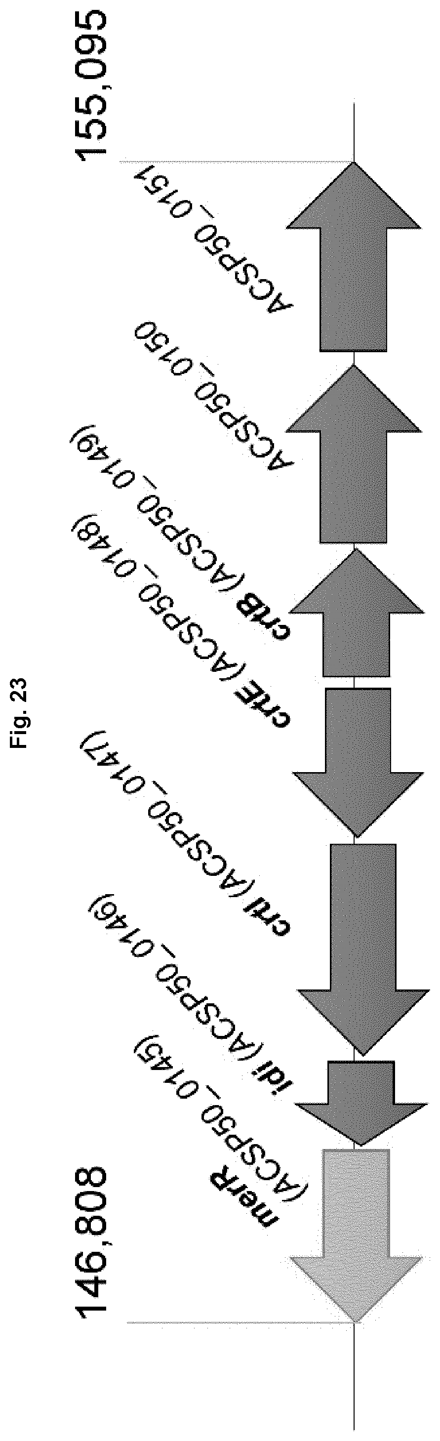 Patent US12351847 Figure 20 – Methods for the improved formation of acarbose