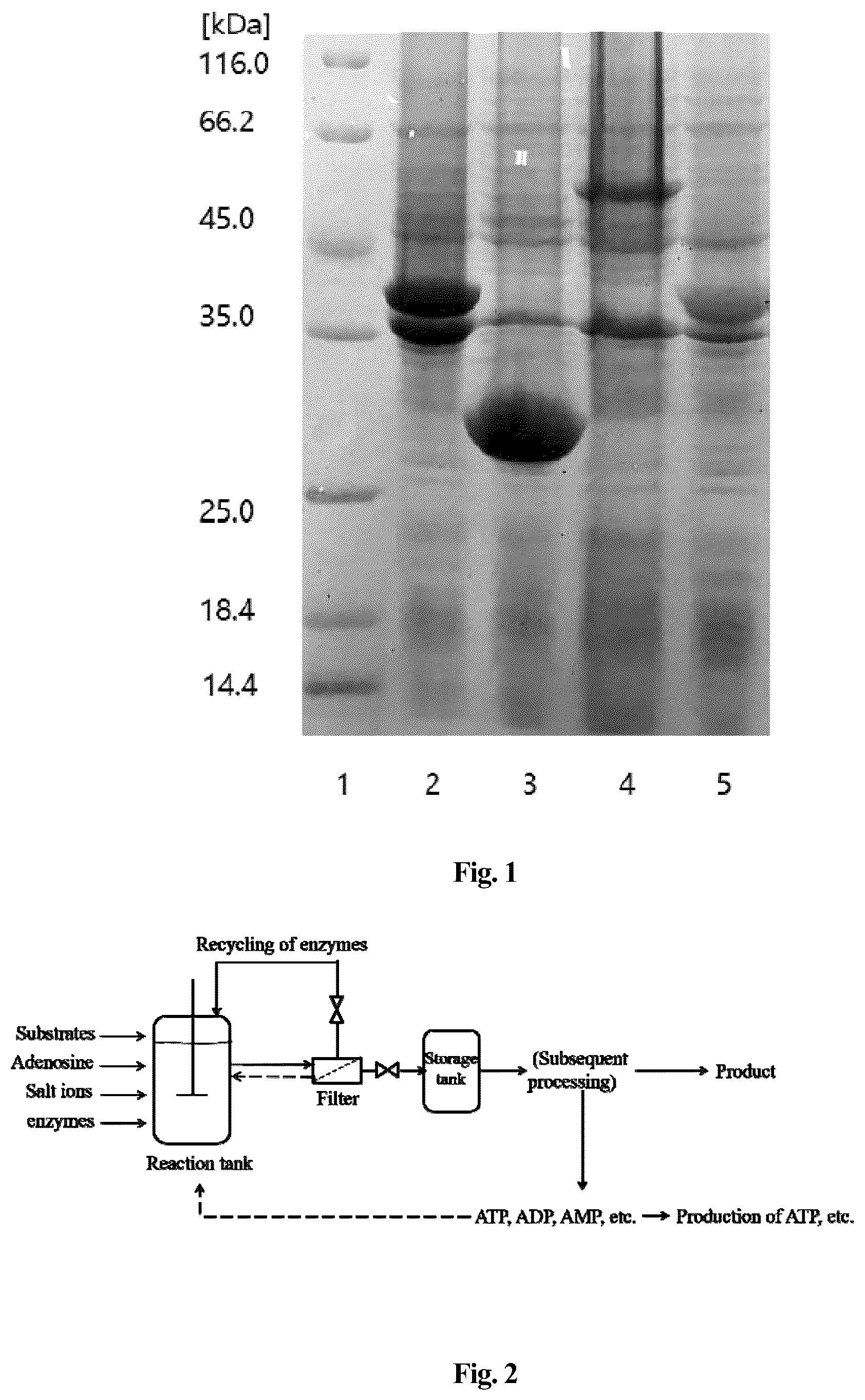 Patent US12351848 Figure 1 – Production method of enzymatic reaction using adenosine instead of ATP