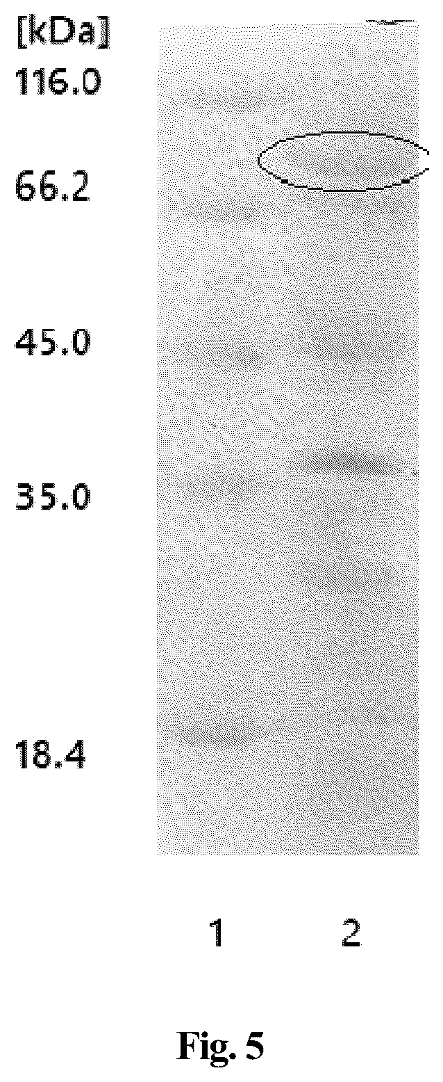 Patent US12351848 Figure 3 – Production method of enzymatic reaction using adenosine instead of ATP