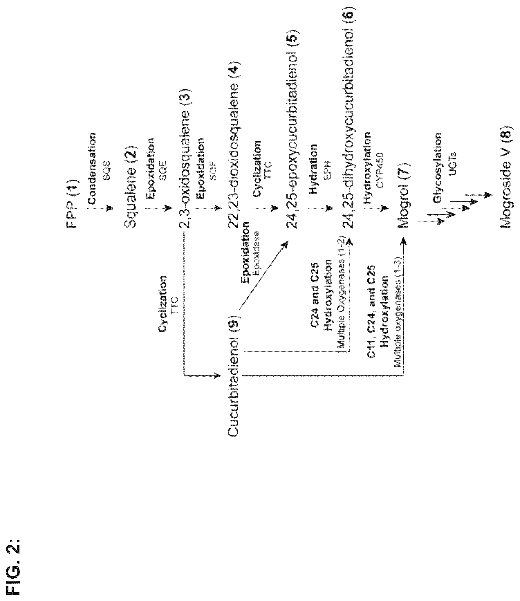 Patent US12351849 Figure 2 – Microbial production of triterpenoids including mogrosides