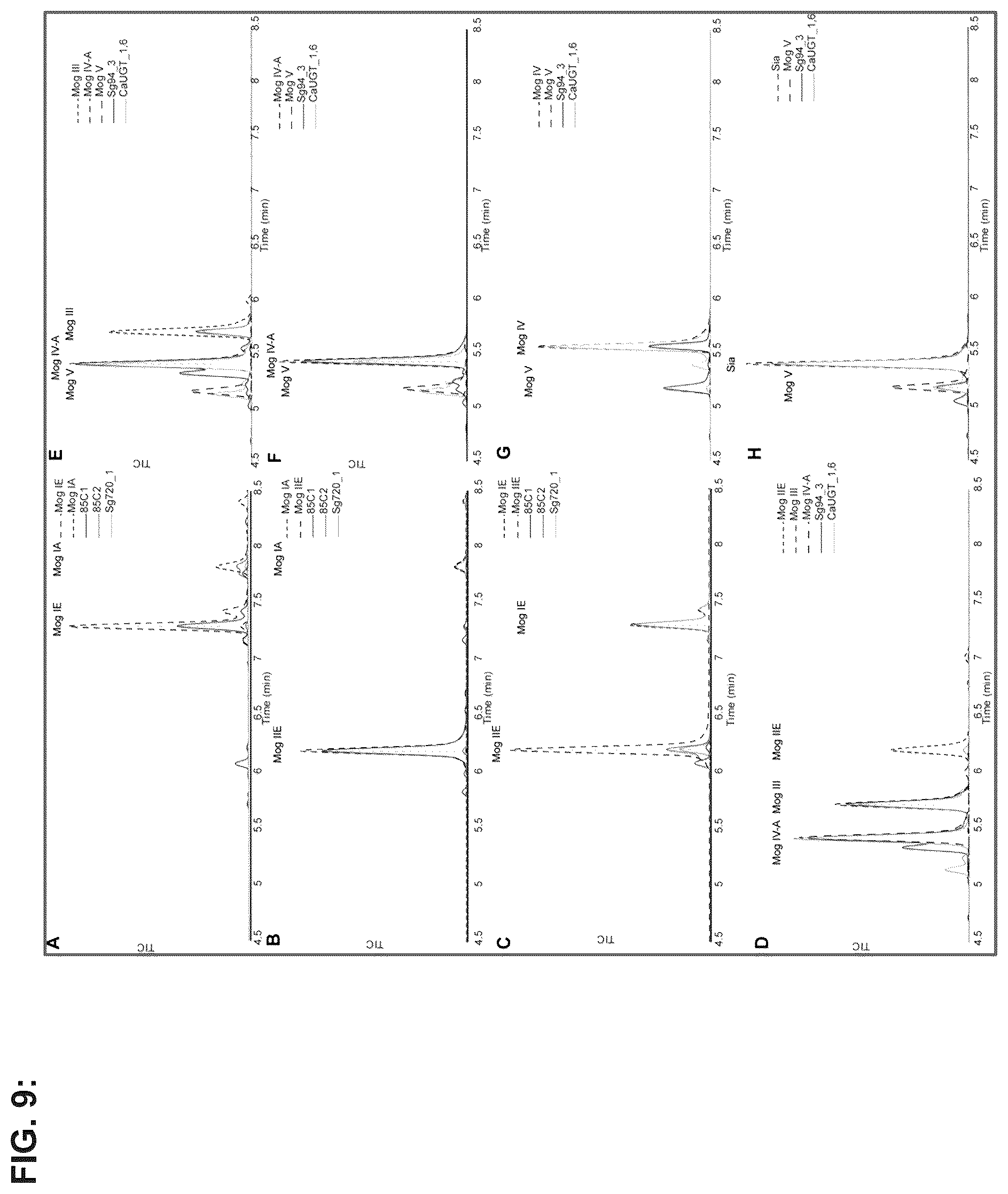 Patent US12351849 Figure 10 – Microbial production of triterpenoids including mogrosides