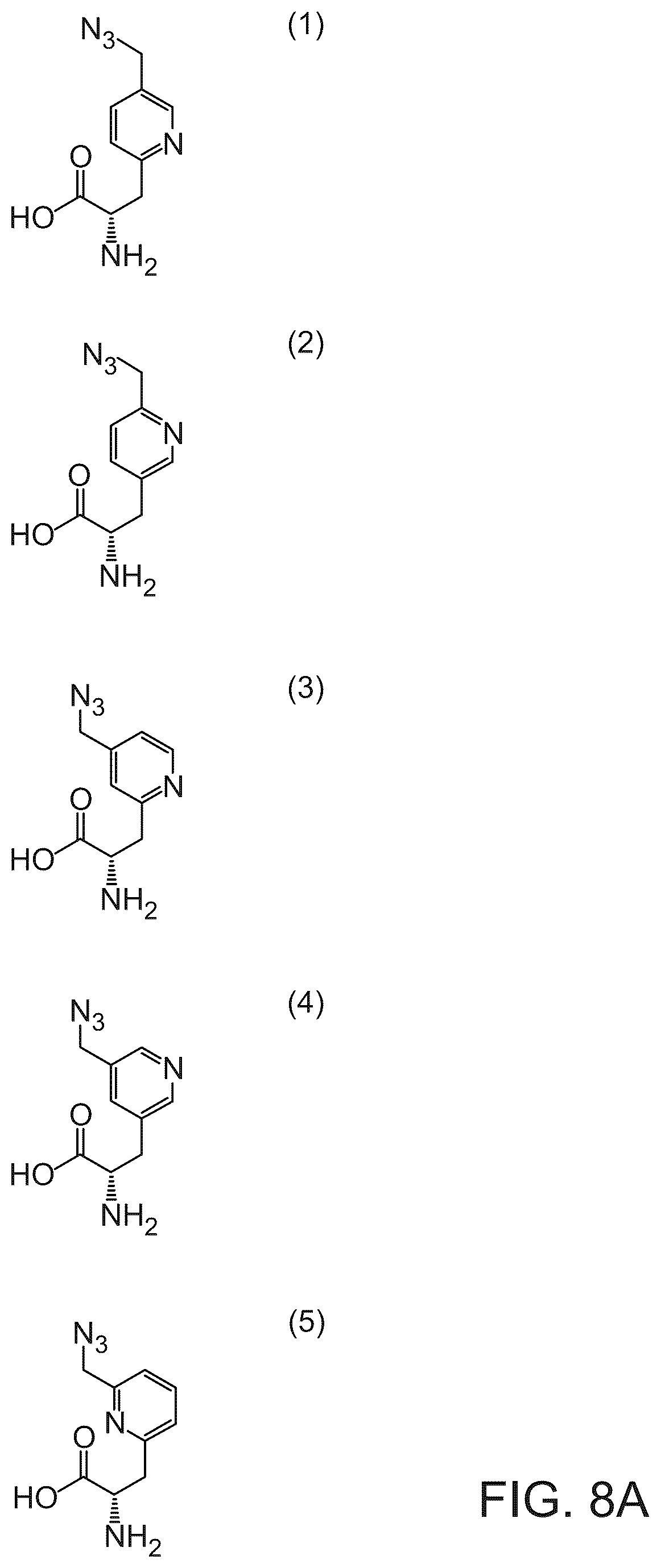 Patent US12351850 Figure 6 – Methods of producing full-length antibodies using E. coli