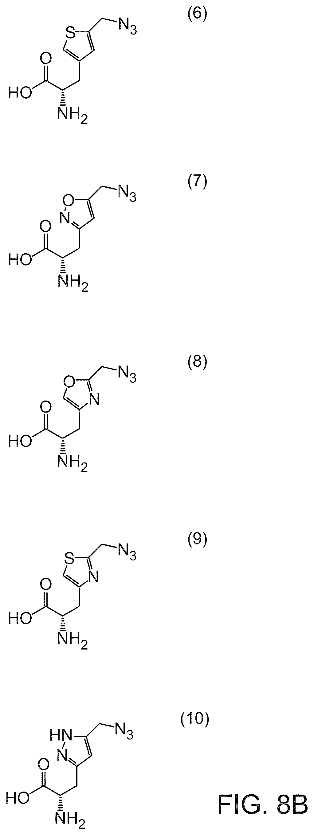Patent US12351850 Figure 7 – Methods of producing full-length antibodies using E. coli