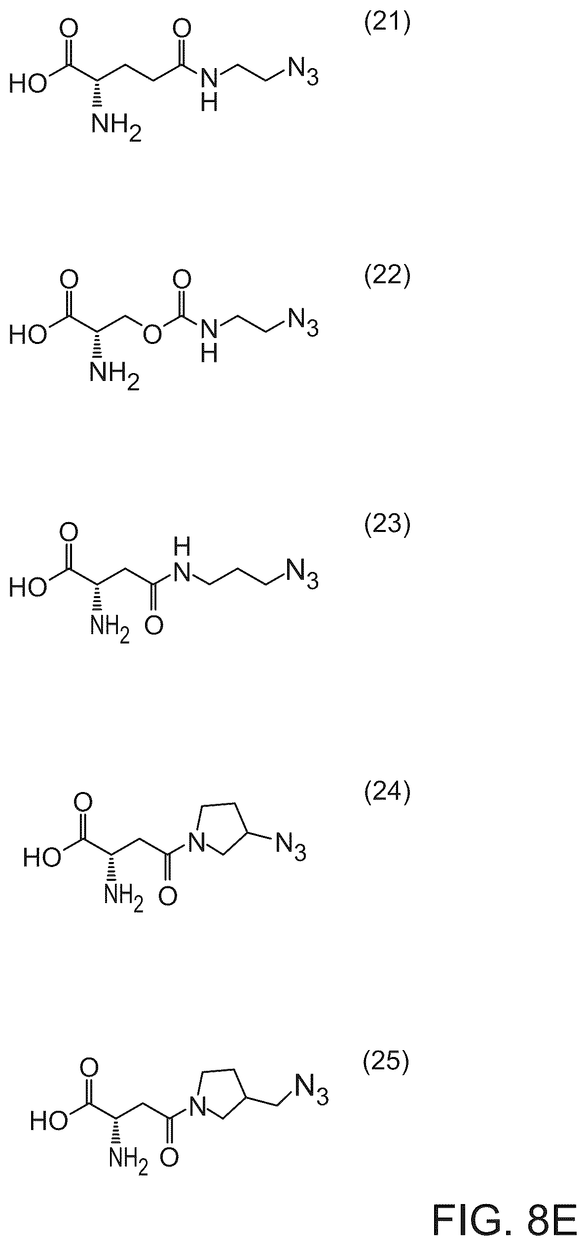 Patent US12351850 Figure 10 – Methods of producing full-length antibodies using E. coli