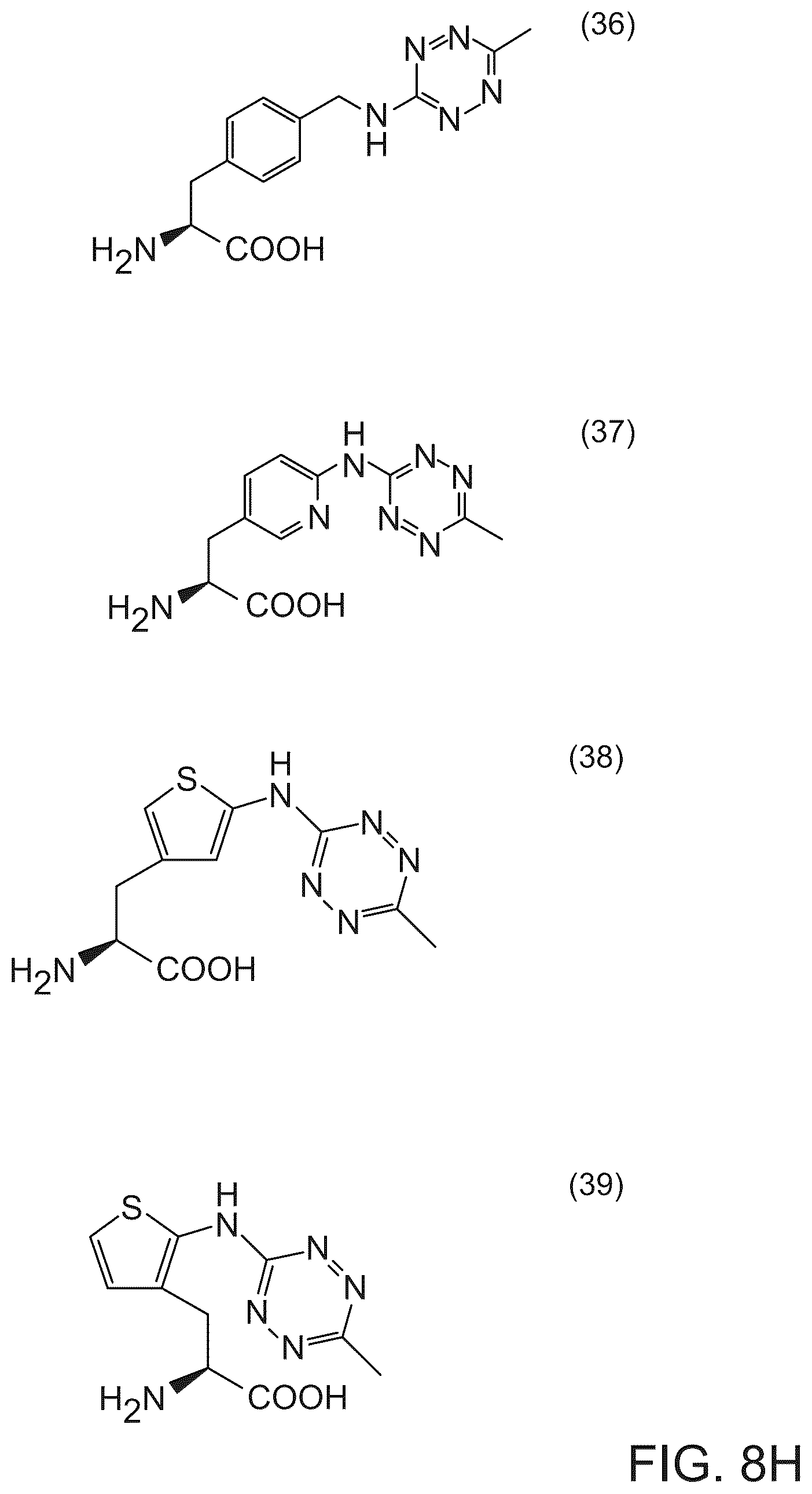 Patent US12351850 Figure 13 – Methods of producing full-length antibodies using E. coli
