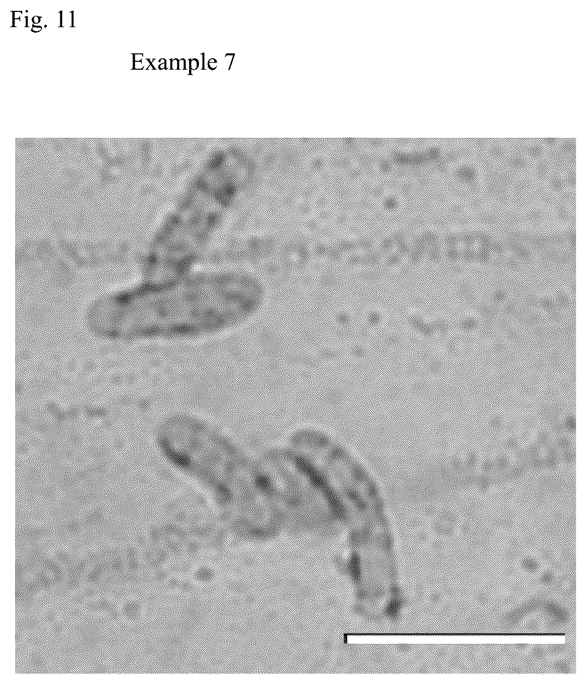 Patent US12351854 Figure 6 – Transformed microorganism and method of producing polyhydroxyalkanoate using the microorganism